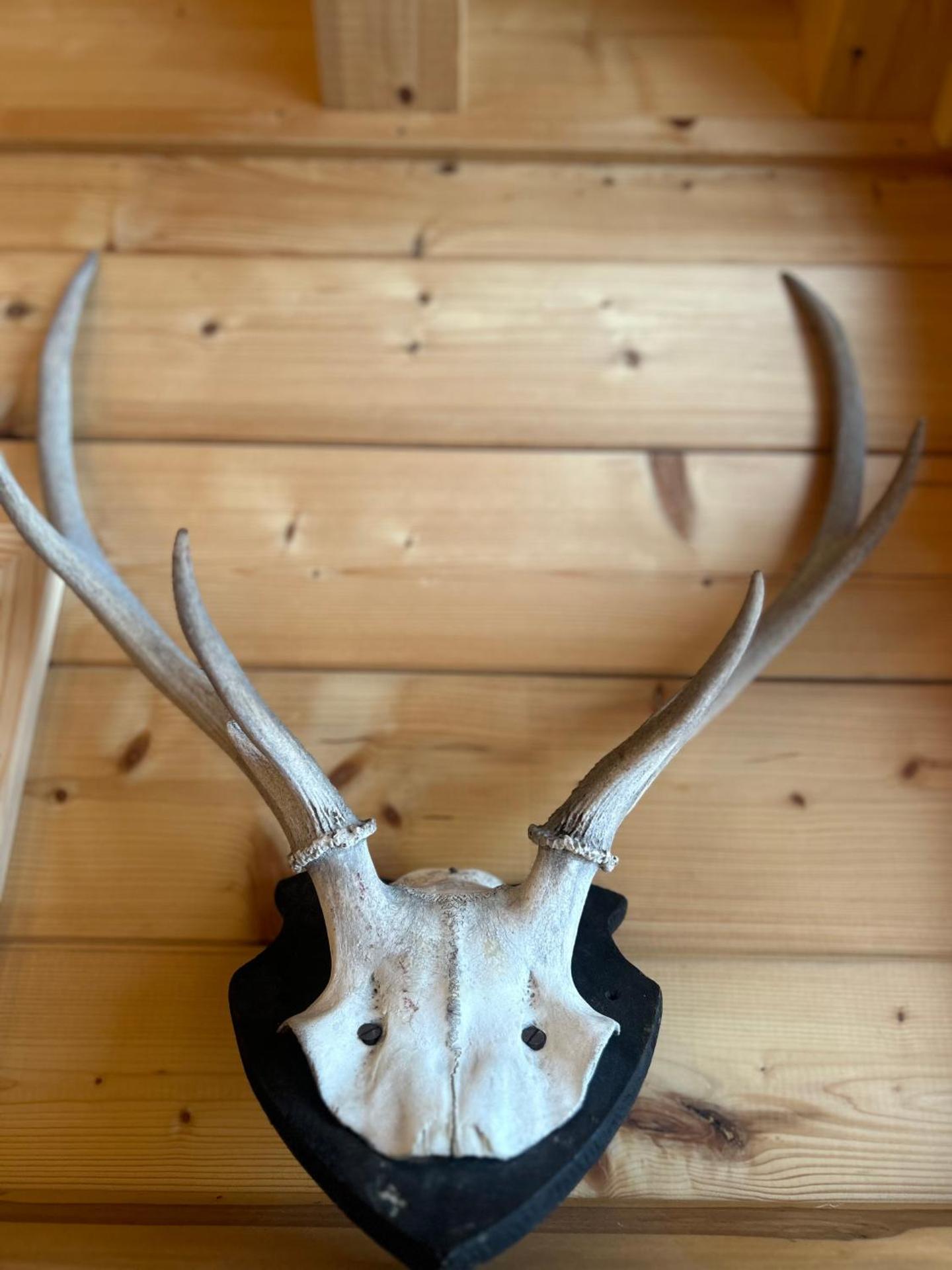 Chalet - Appartementhaus Alma