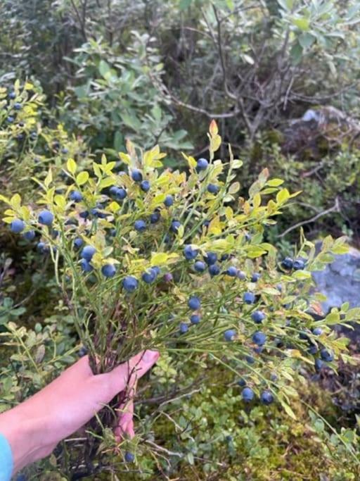 Moderne hytte ved sjøen med badstue