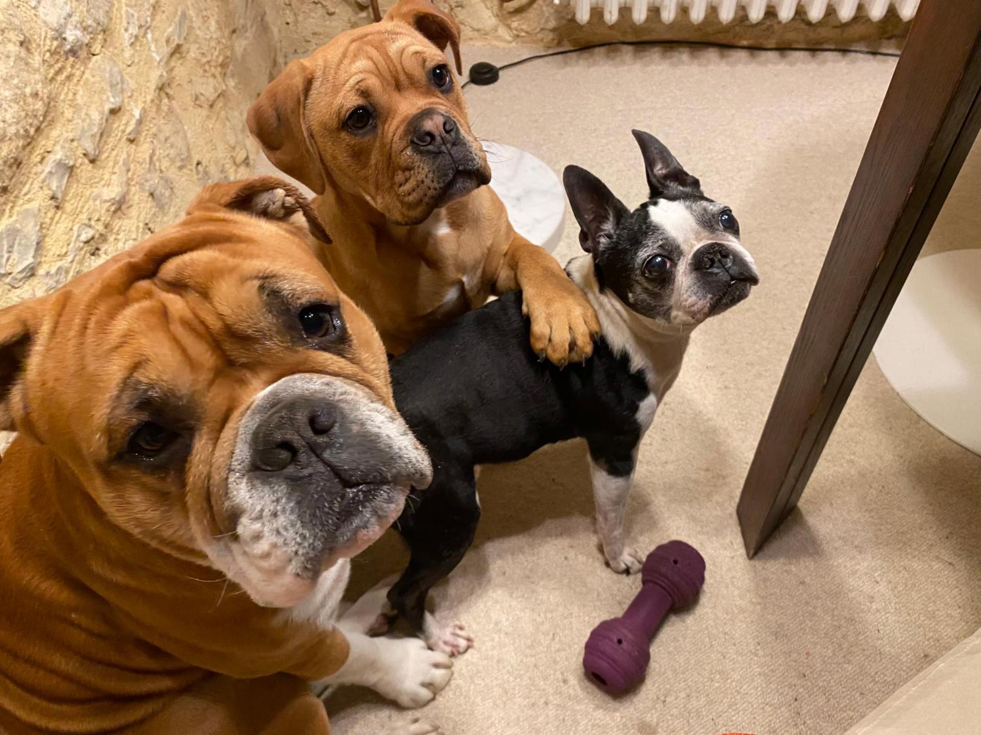 Manoir La Barriere - Lot