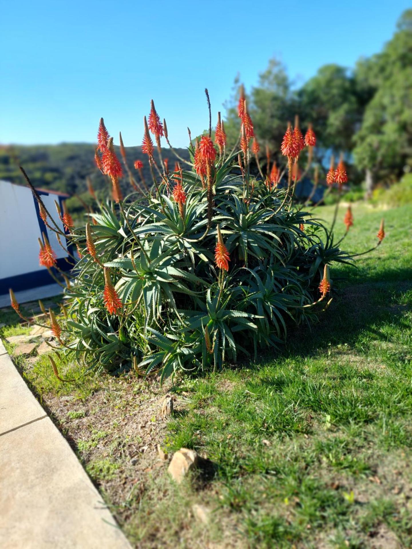Herdade AMÁLIA RODRIGUES