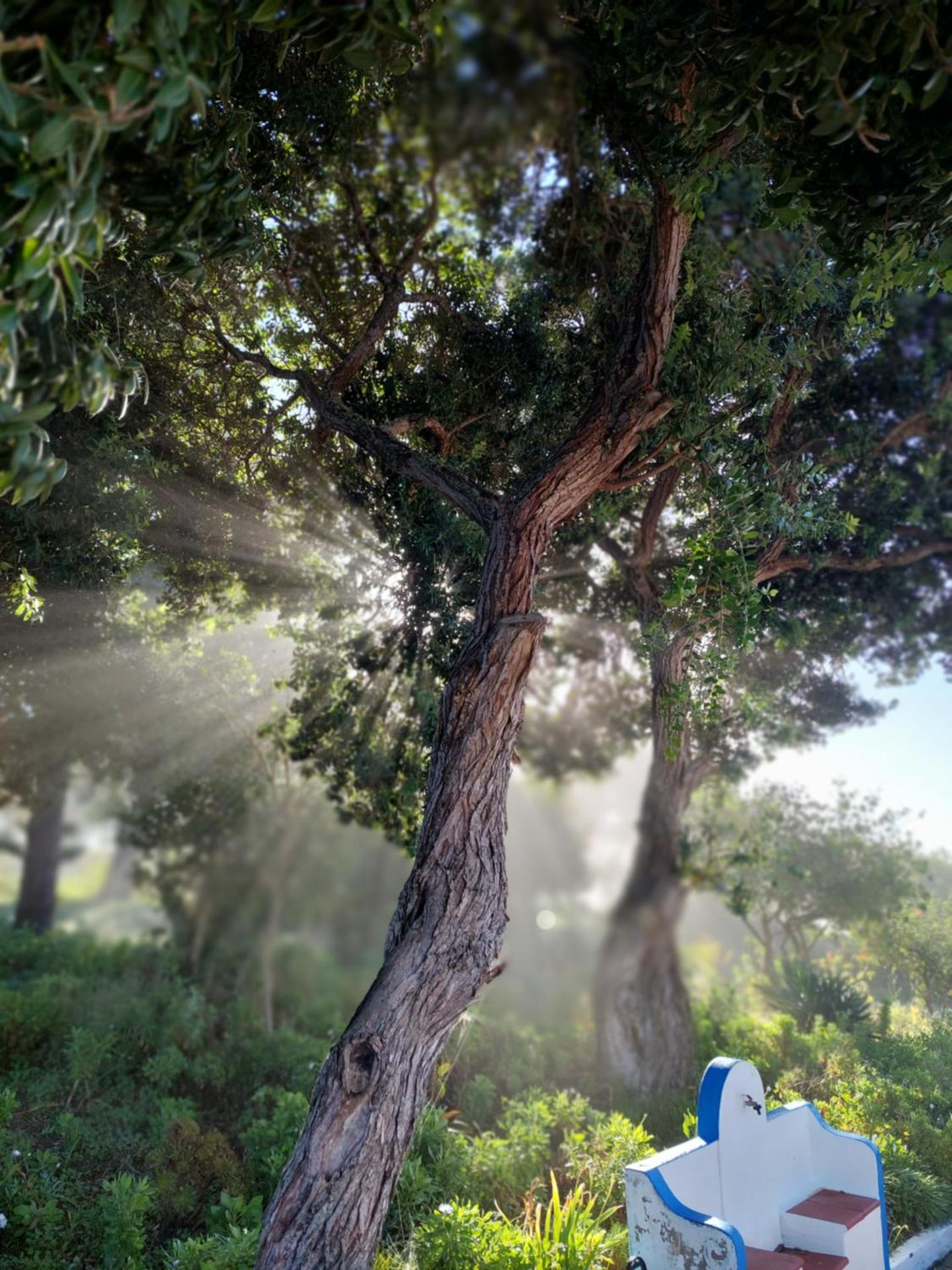 Herdade AMÁLIA RODRIGUES