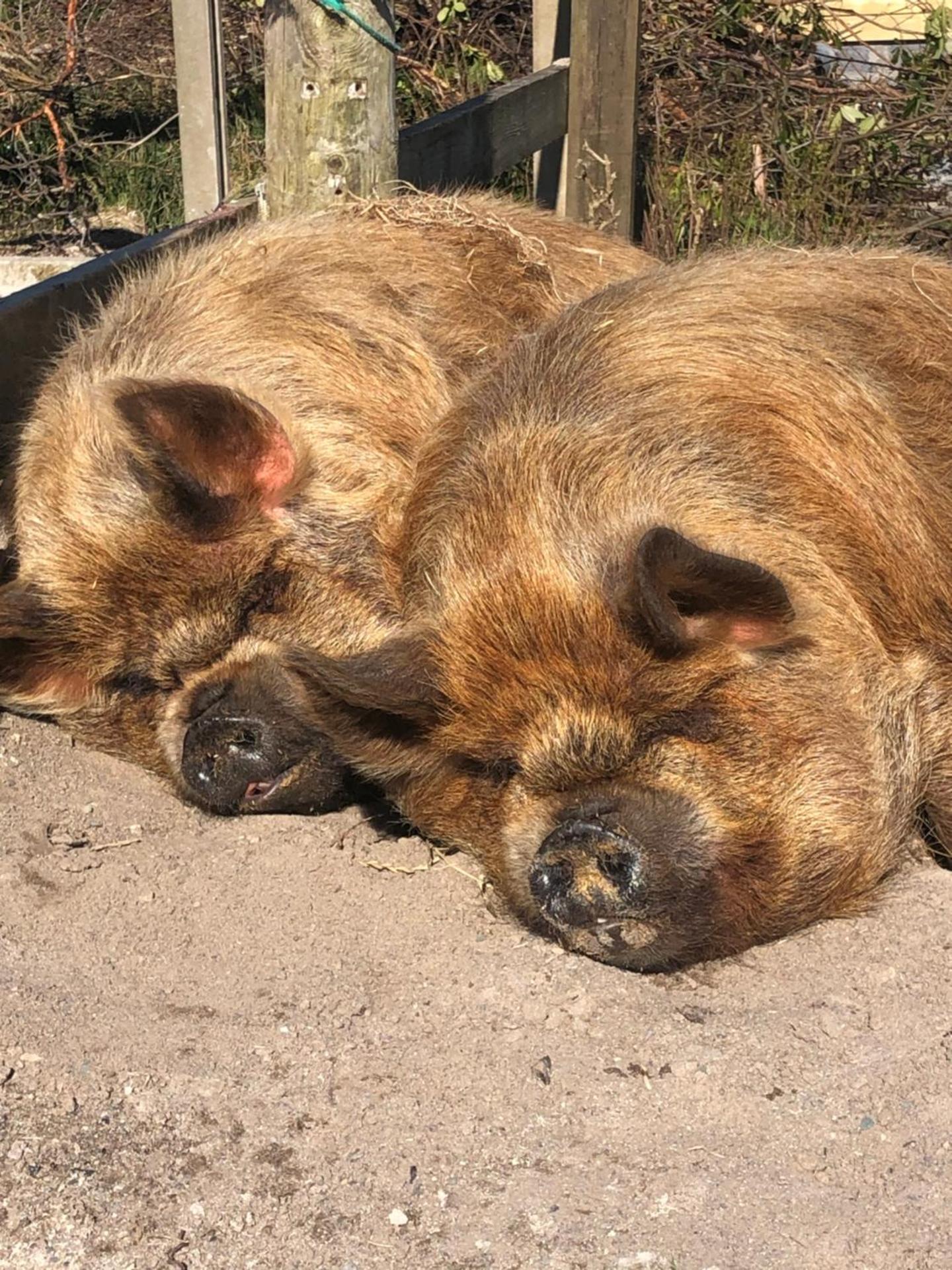 Letterfrack Mountain Farm Cottage on farm in village centre