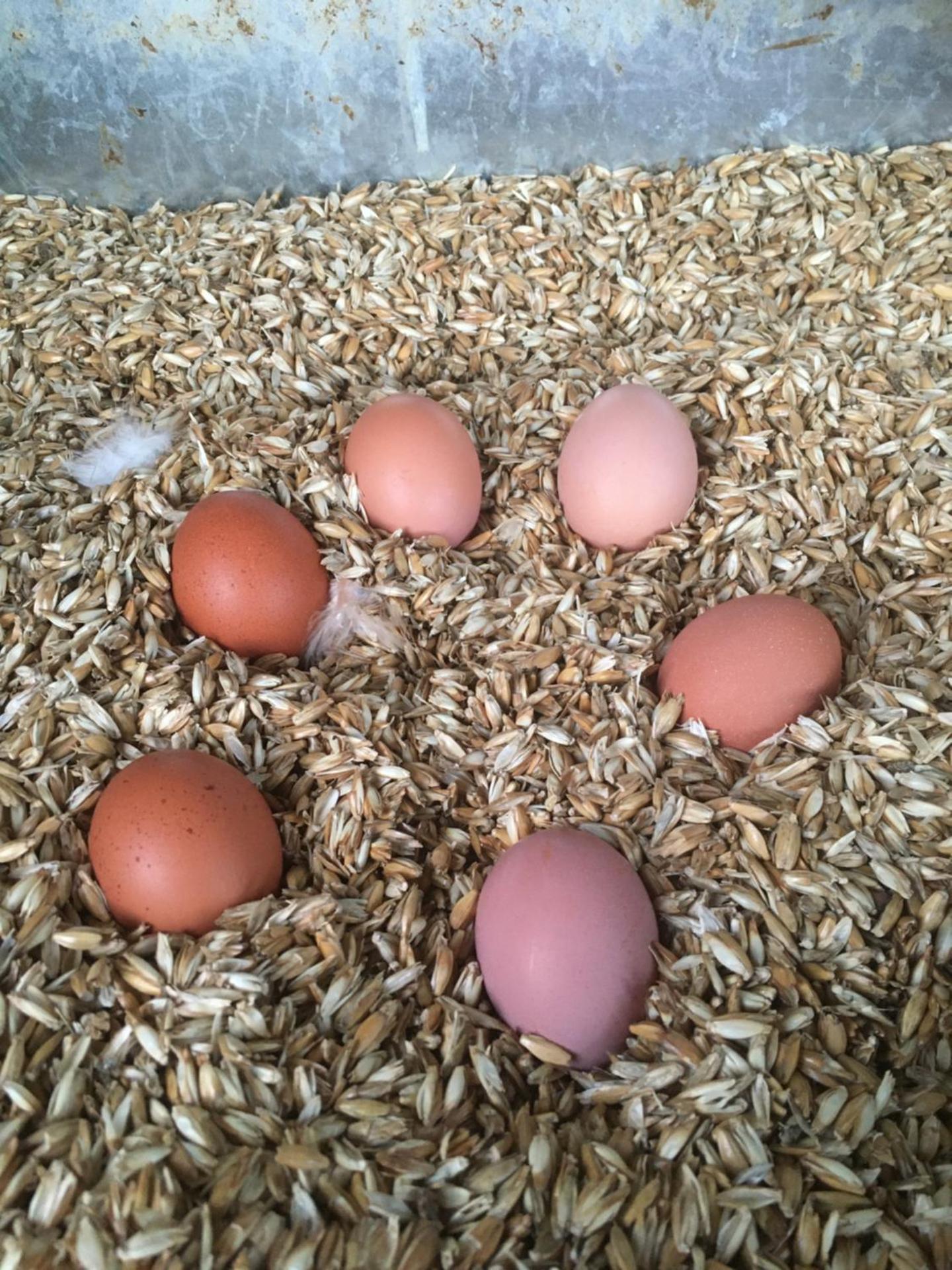 Weidelandfarm am Riebener See