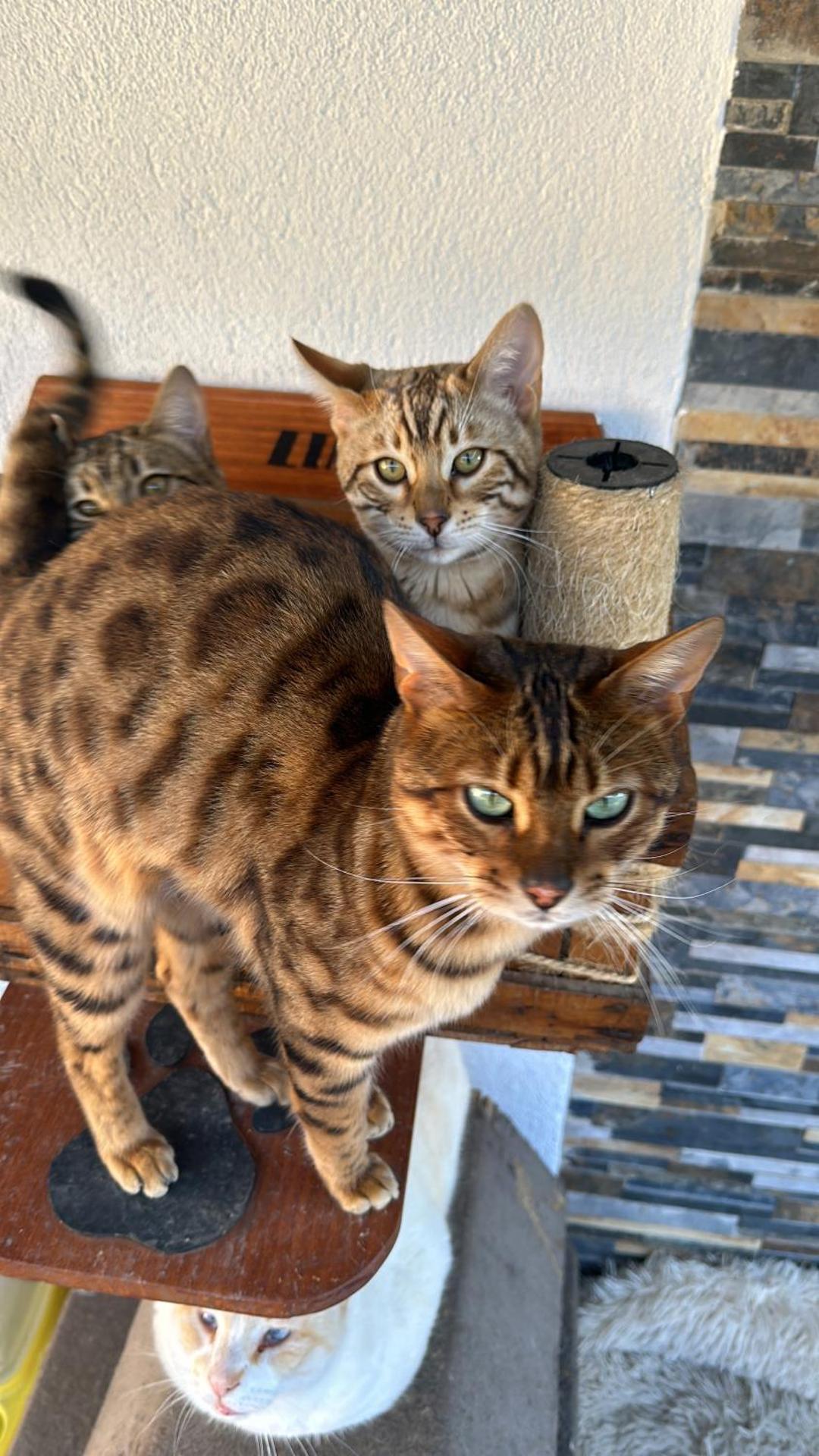 VILLA CHETRUS Casa en plena naturaleza