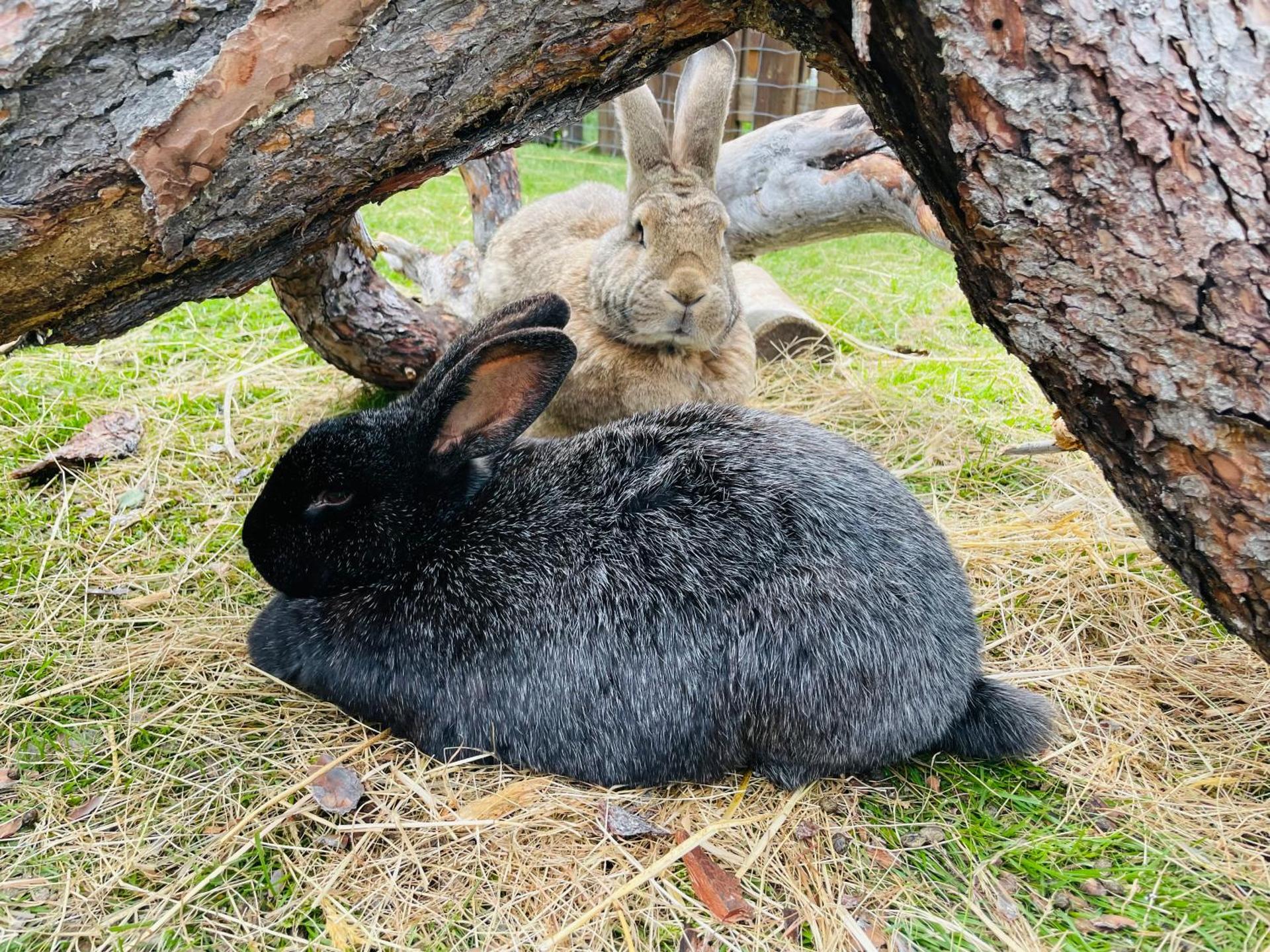 Children play ground