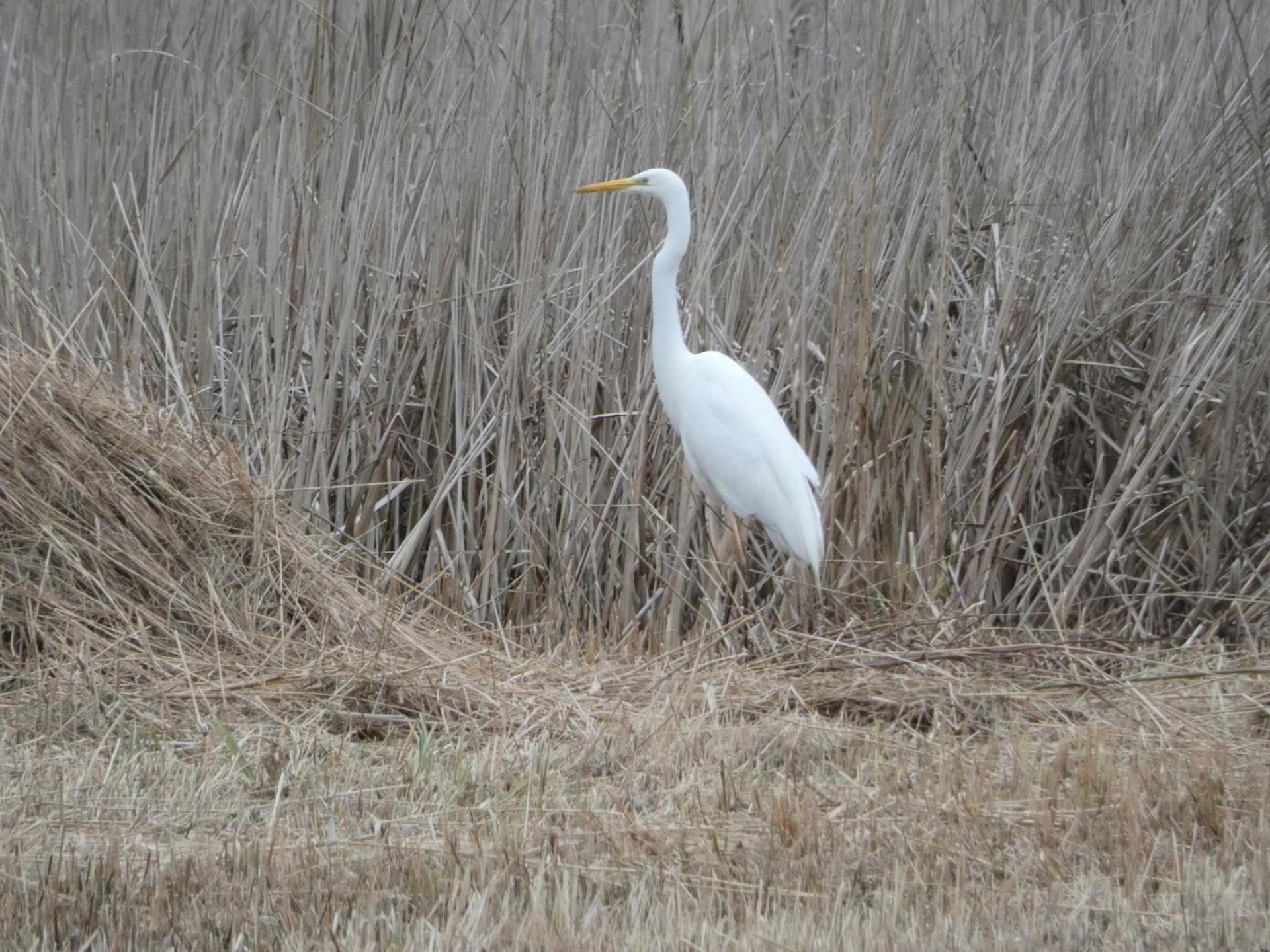 B&B de Zilverreiger