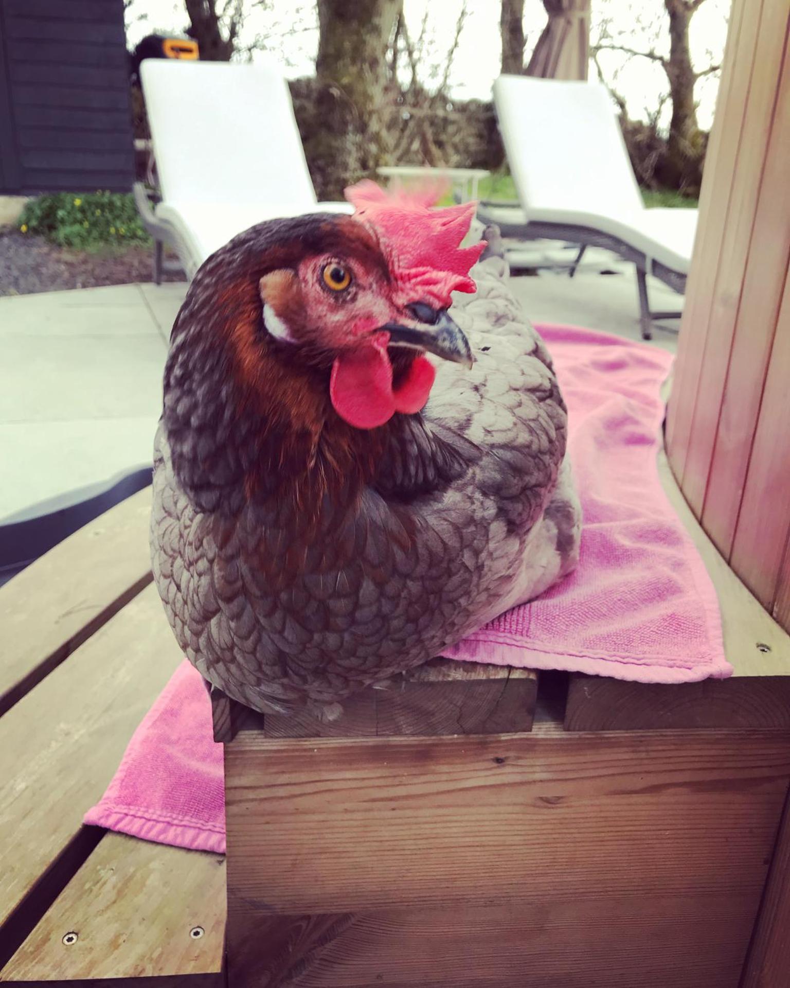 Elishaw Farm Holiday Cottages