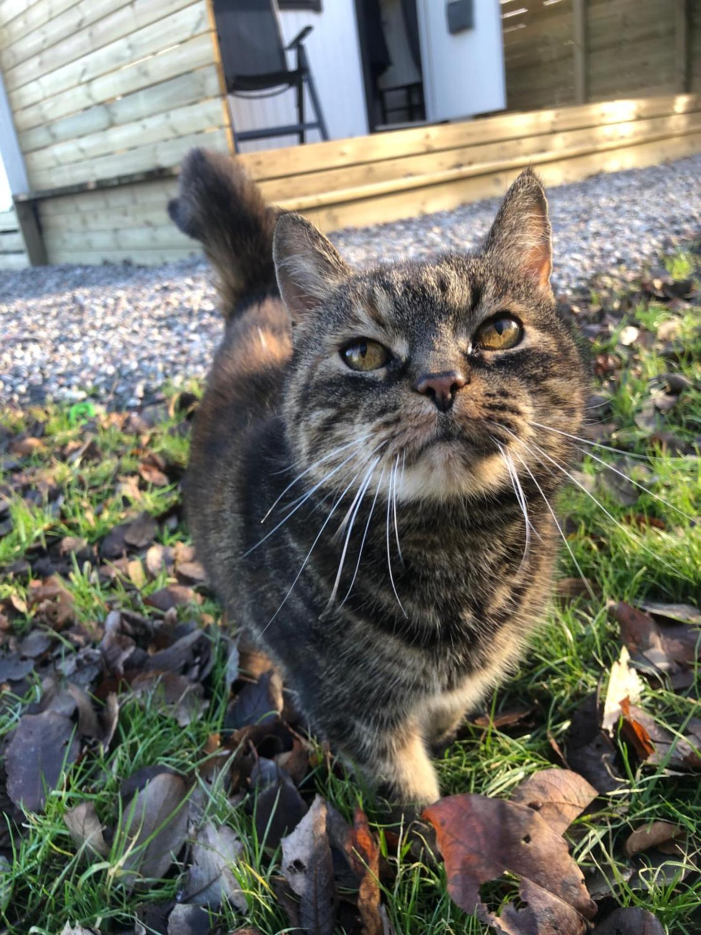 Mysig ministuga på privat läge landet