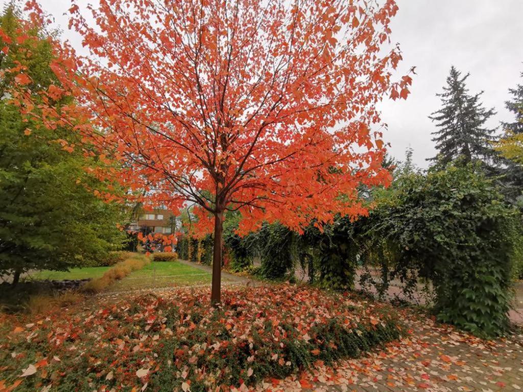 Royal Place 2 bedrooms Apartment Wilanów