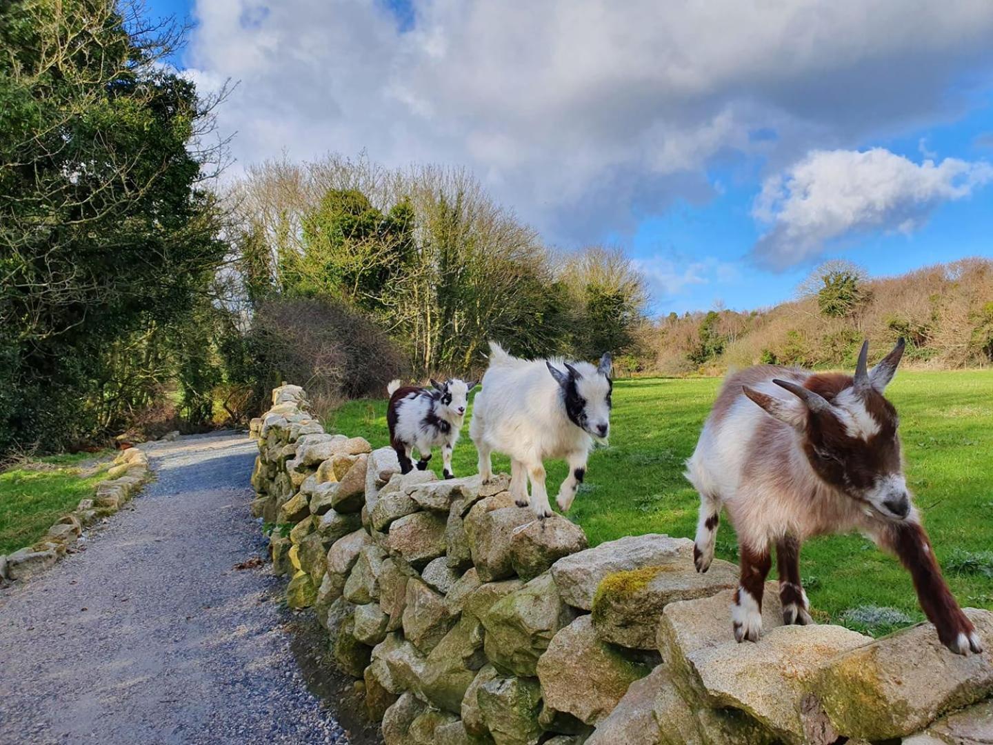The Green Holiday Cottages
