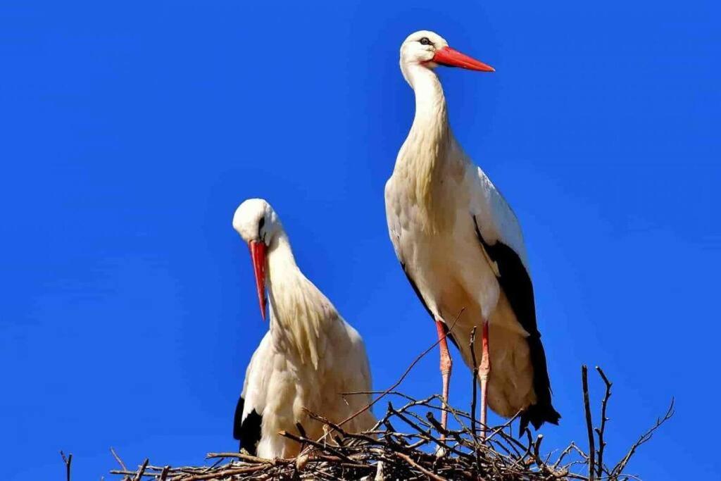 Aux cigognes de Blotzheim