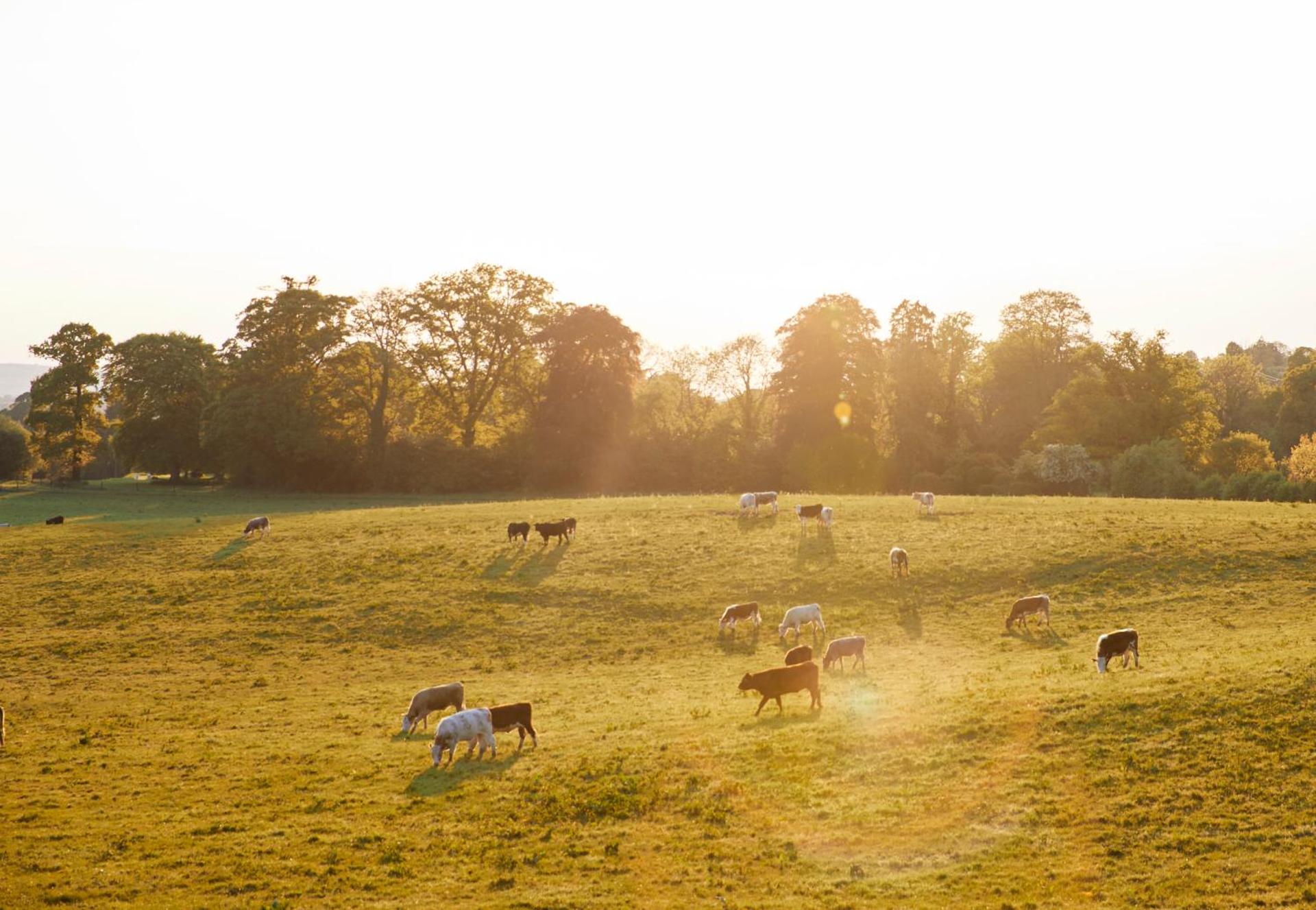 Loughcrew Courtyard House