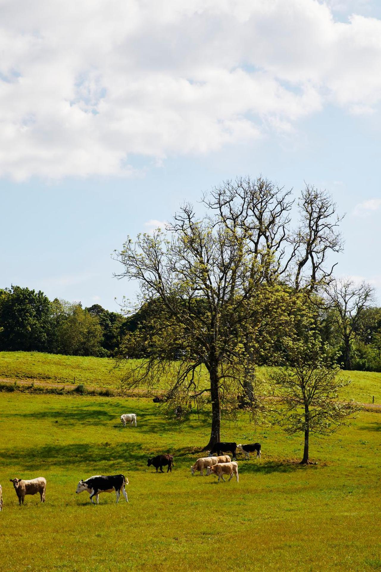 Loughcrew Courtyard House