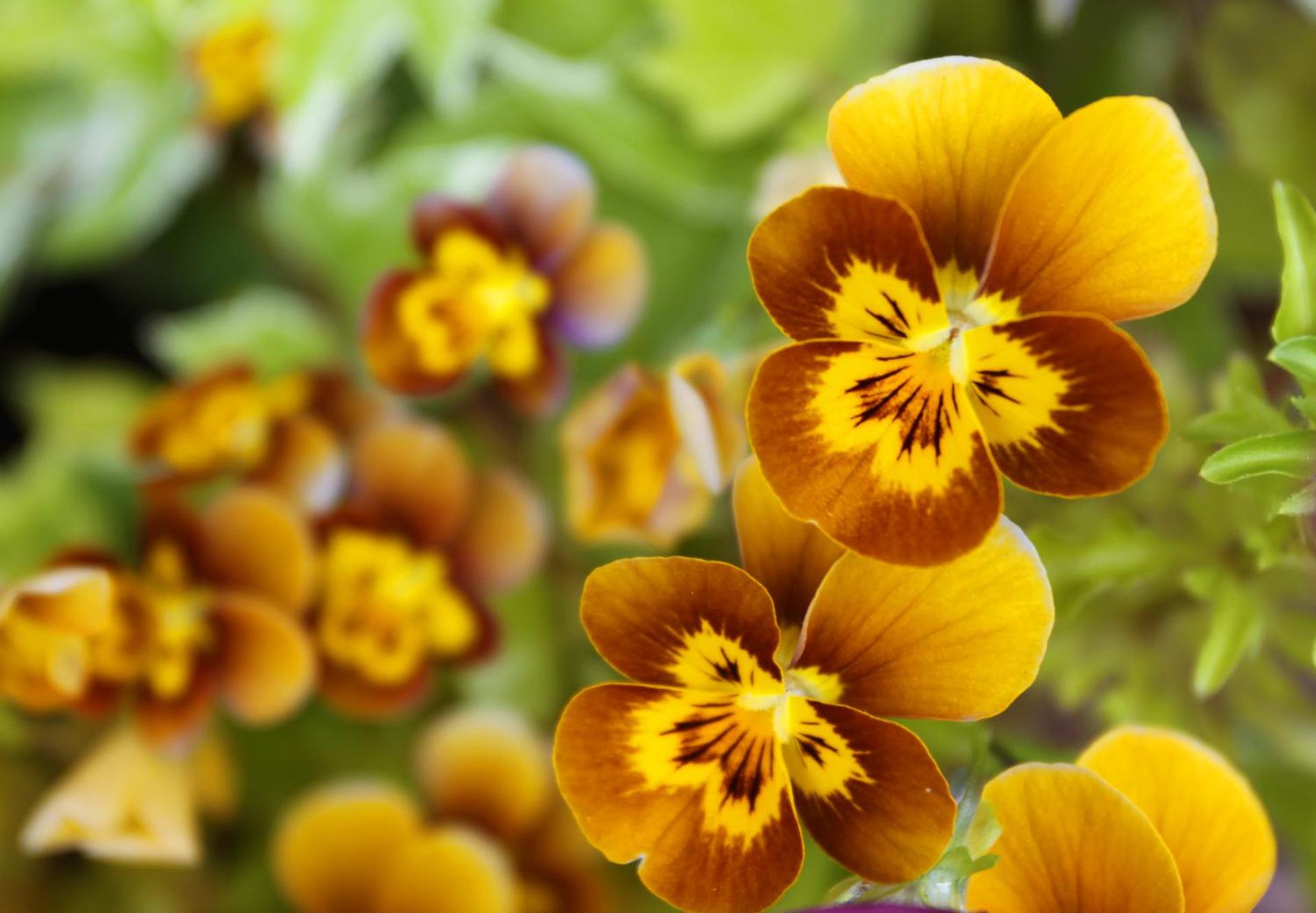 Leitrim Quay - Riverside Cottage 8