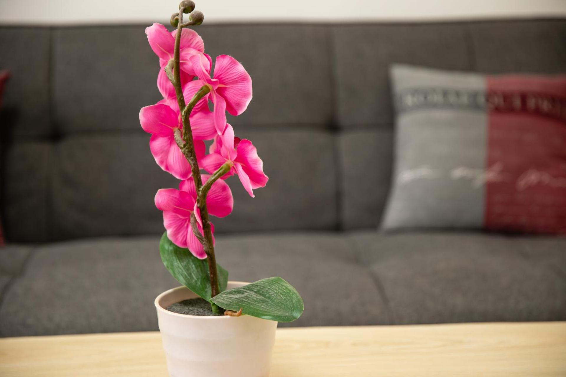 Apartment Rueppgasse Leopoldstadt Wien