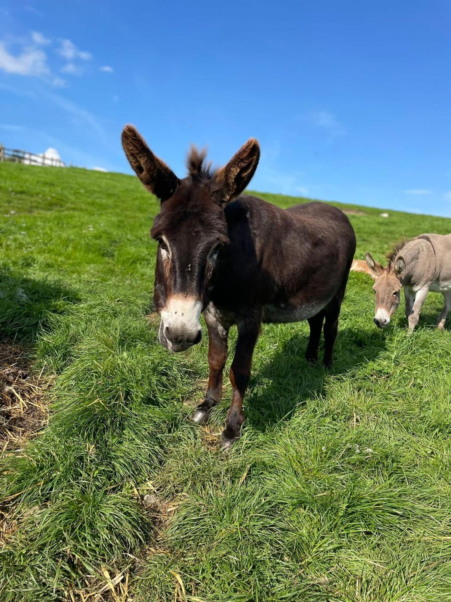 Mulberry House Farm The Garden Room