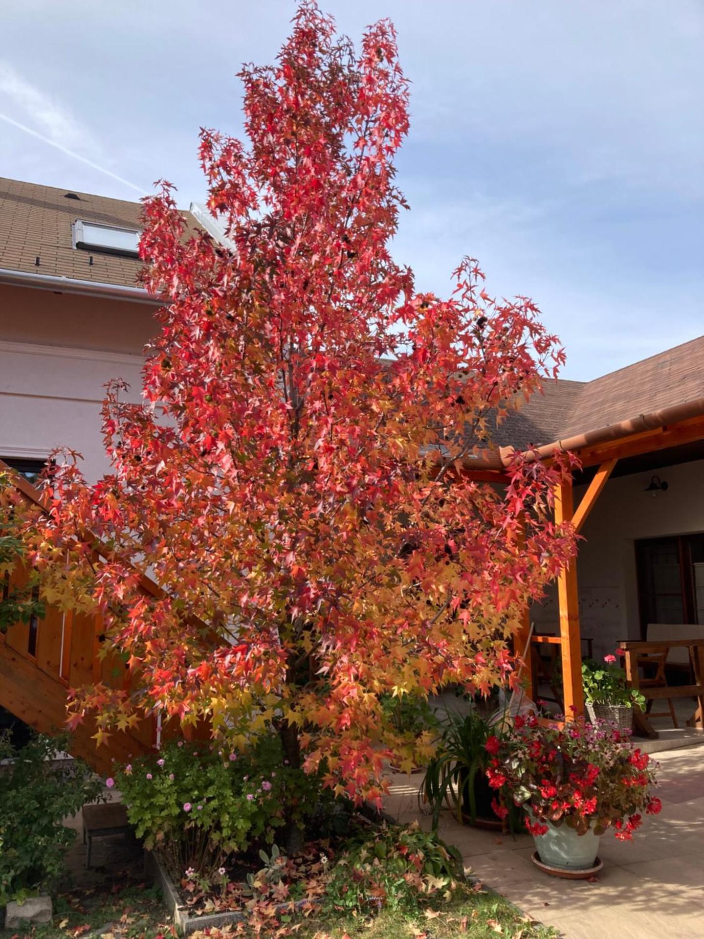 Cicáskacus Vendégház