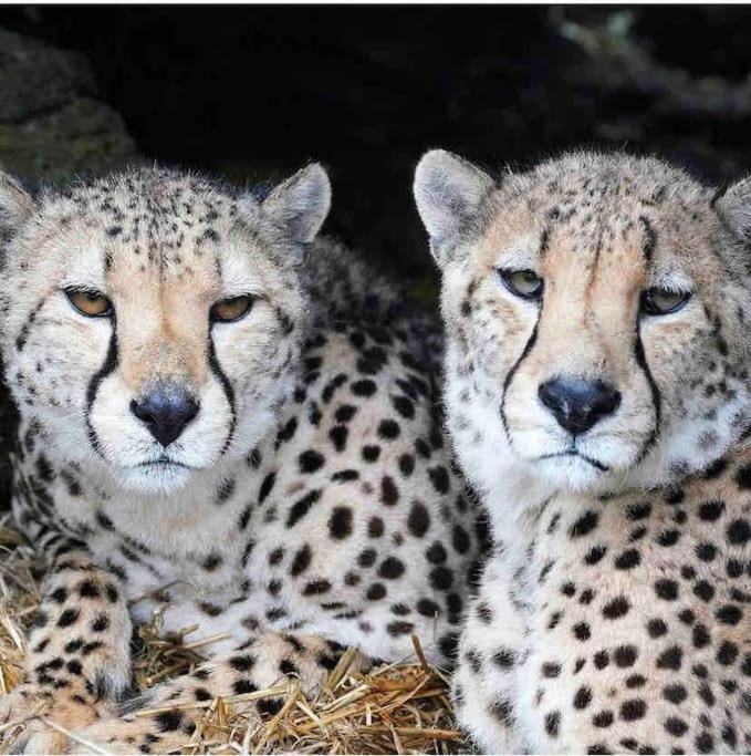 Large historic family home nr Longleat and Bath