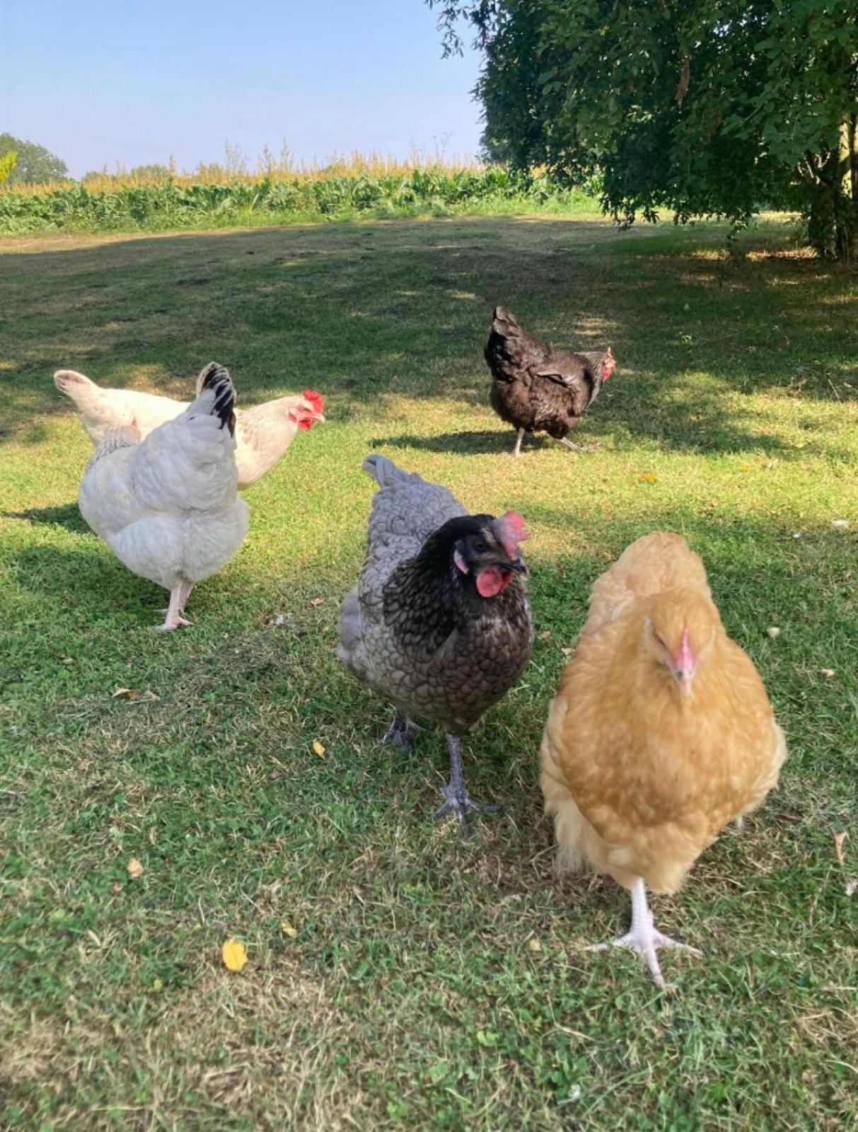 Whiskers and Woods Shepherd Hut