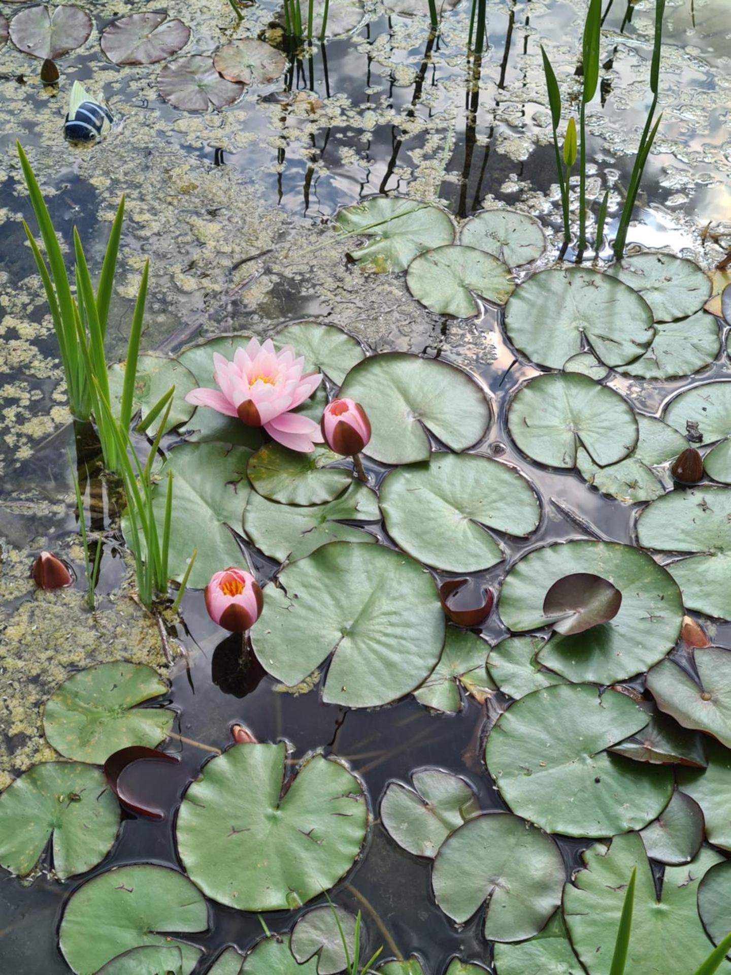 Le Hameau des Coquelicots