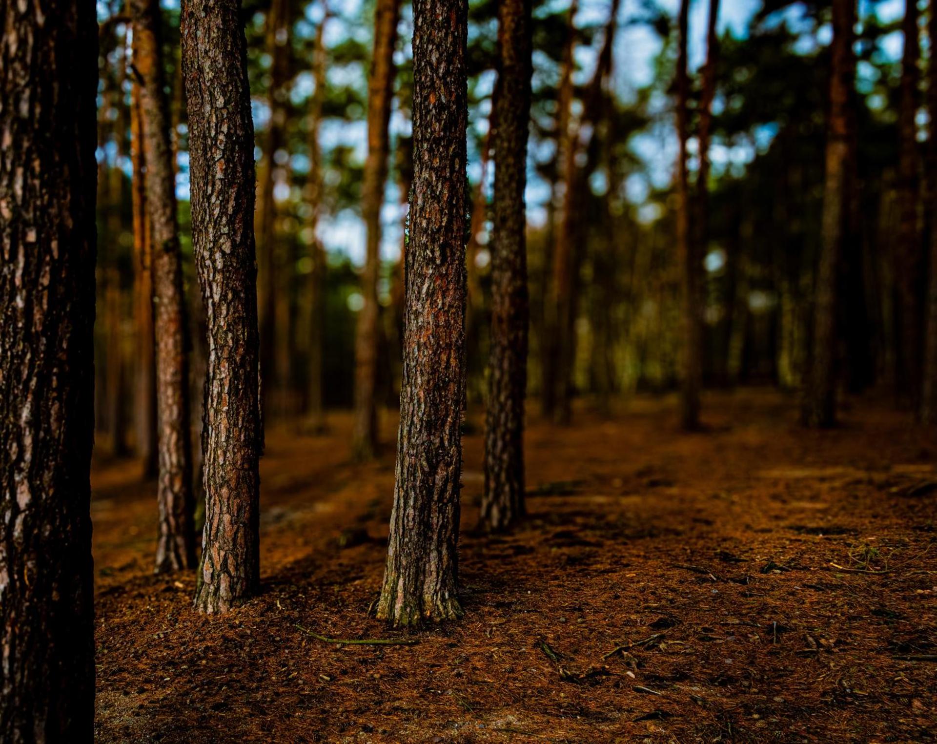 Terasy Mládí Máchovo jezero