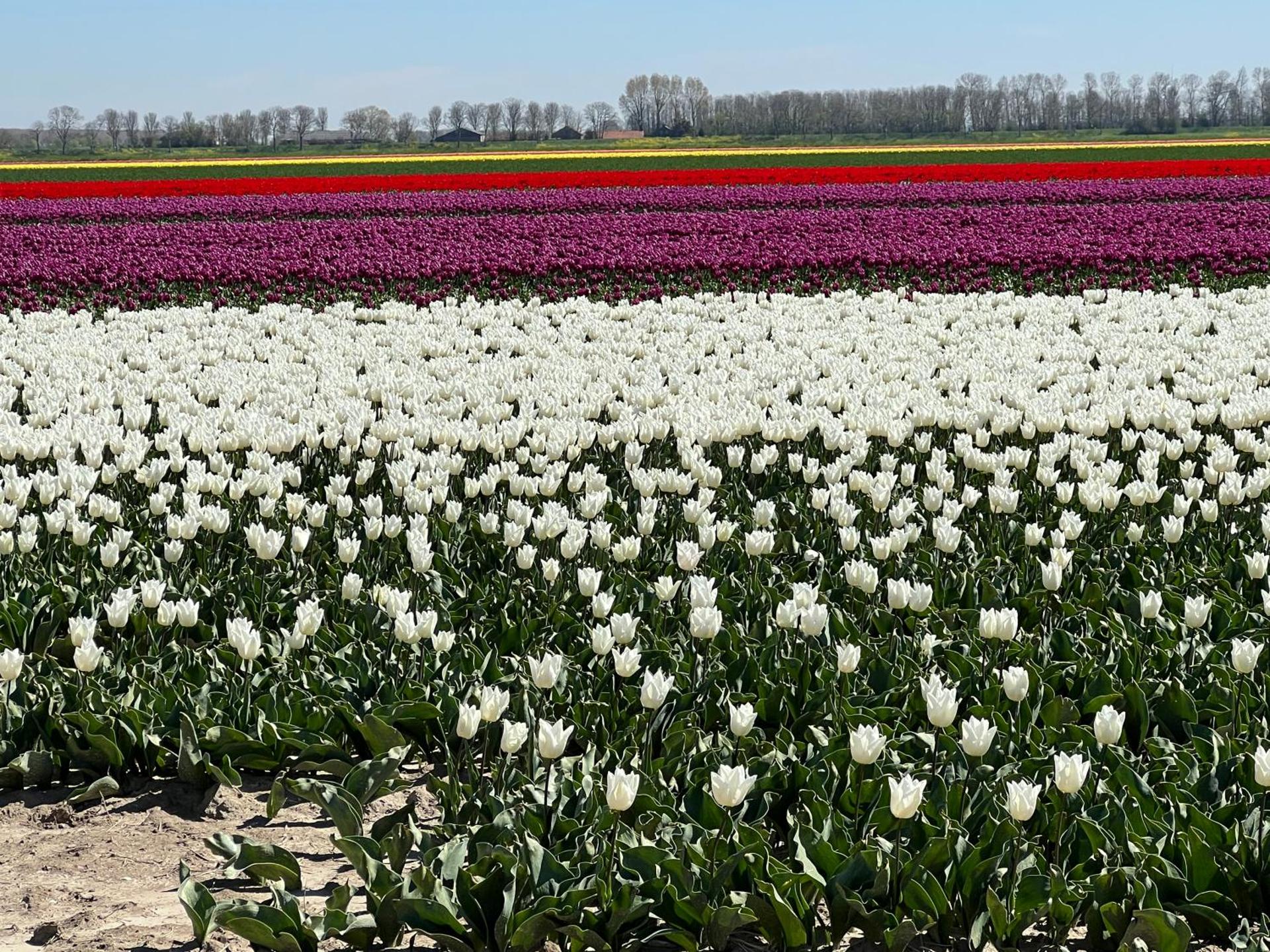 B&B Tiny House Bij Zee