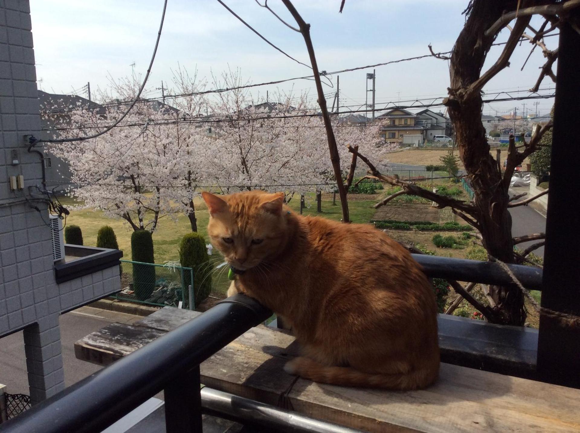 コンドミニアム　アガサンクス