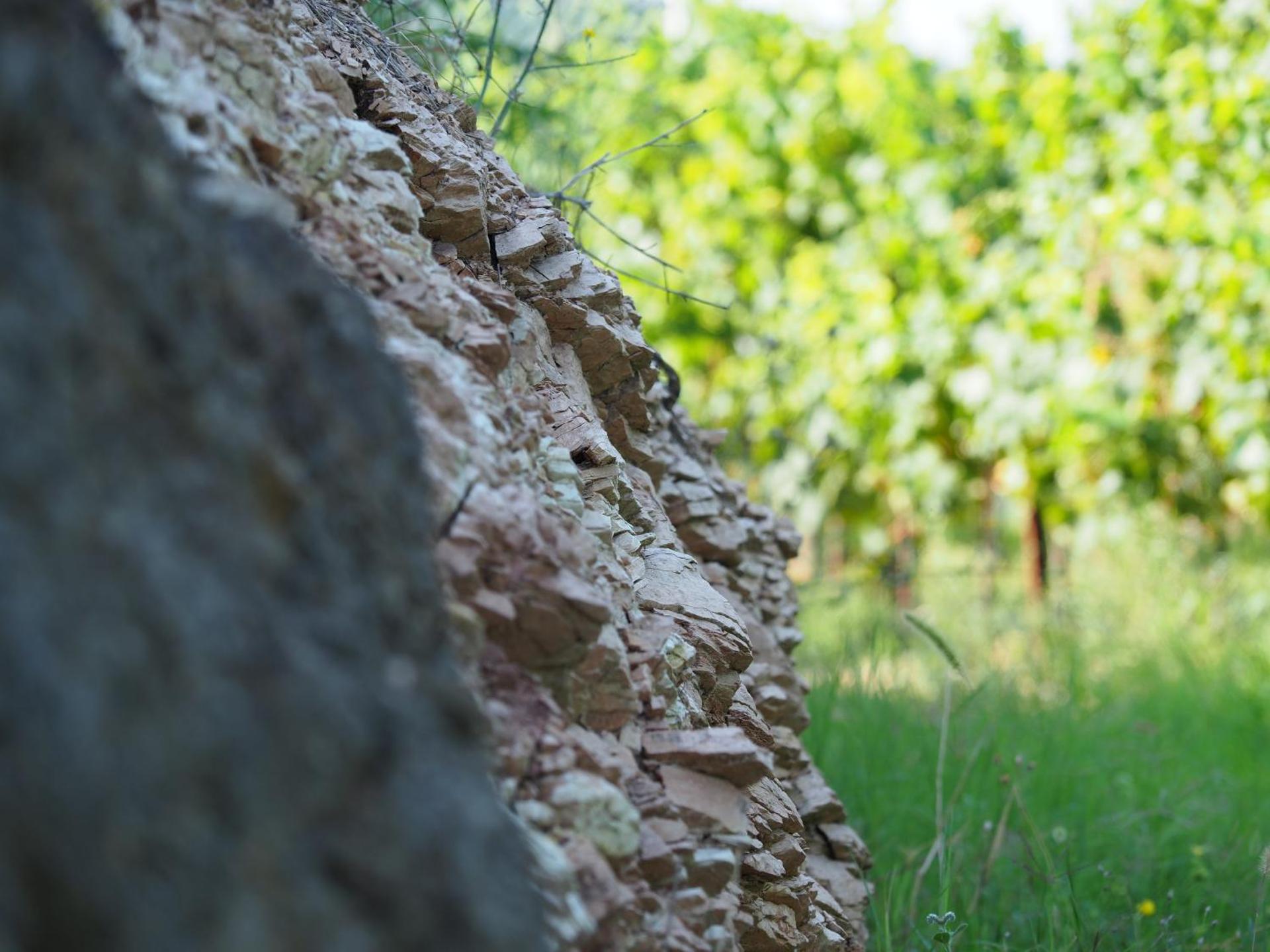 AZIENDA AGRICOLA CA' LUNGA