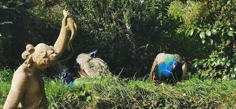 Peacock Lodge - Sleeps 4 - 2 Bedrooms