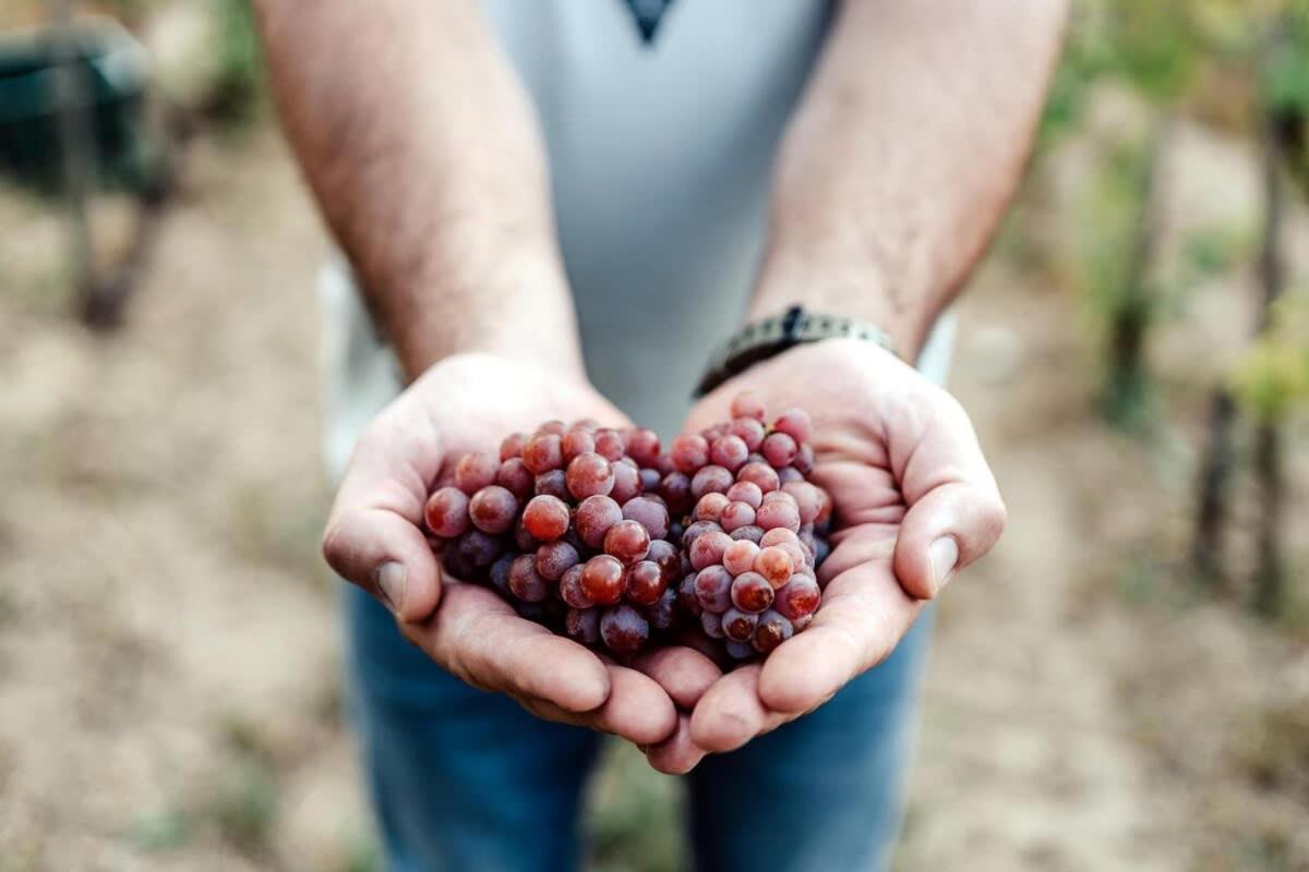 5 House Winery - Perfect Chill