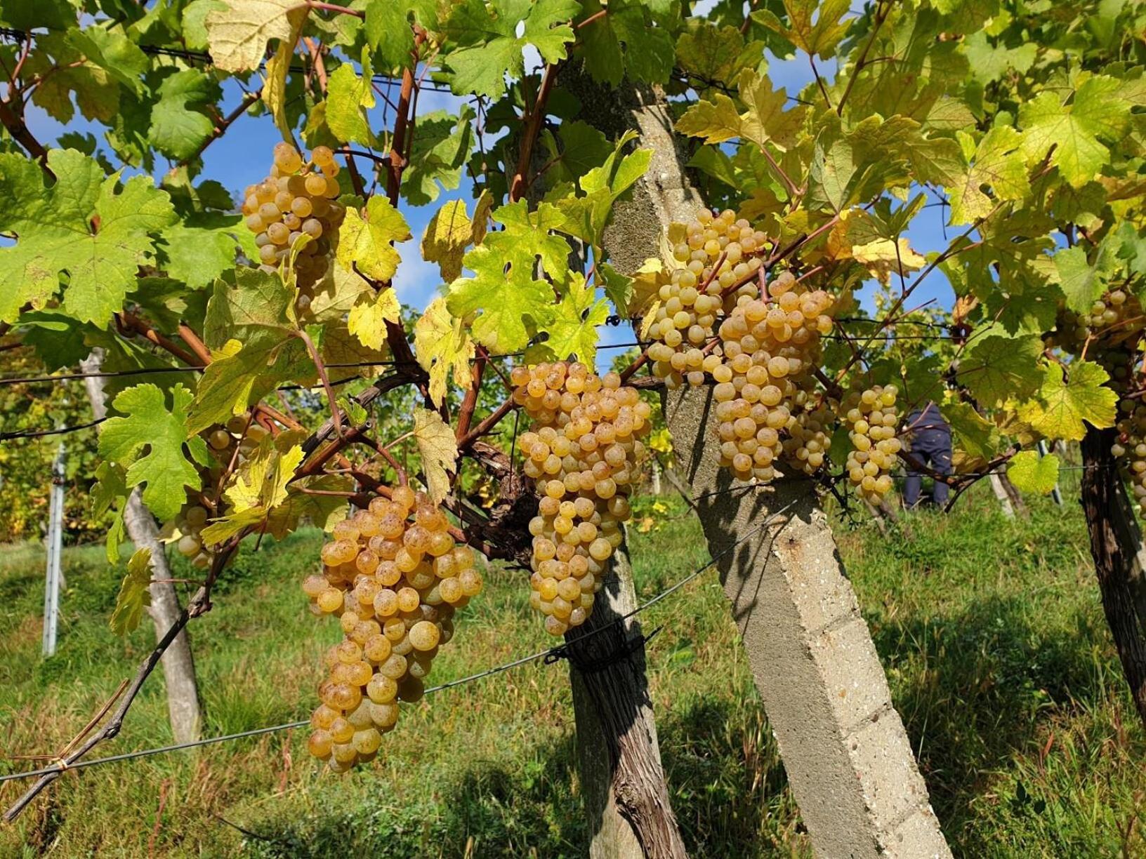 Bioweingut Hauerhof 99 -apartment 2