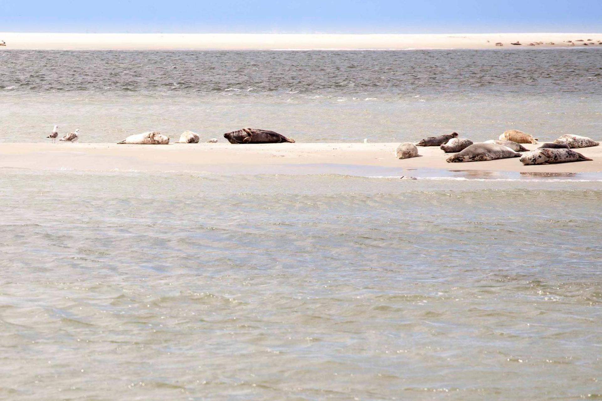 Vakantiehuisje Pluim 4 personen - Zeezand Recreatie