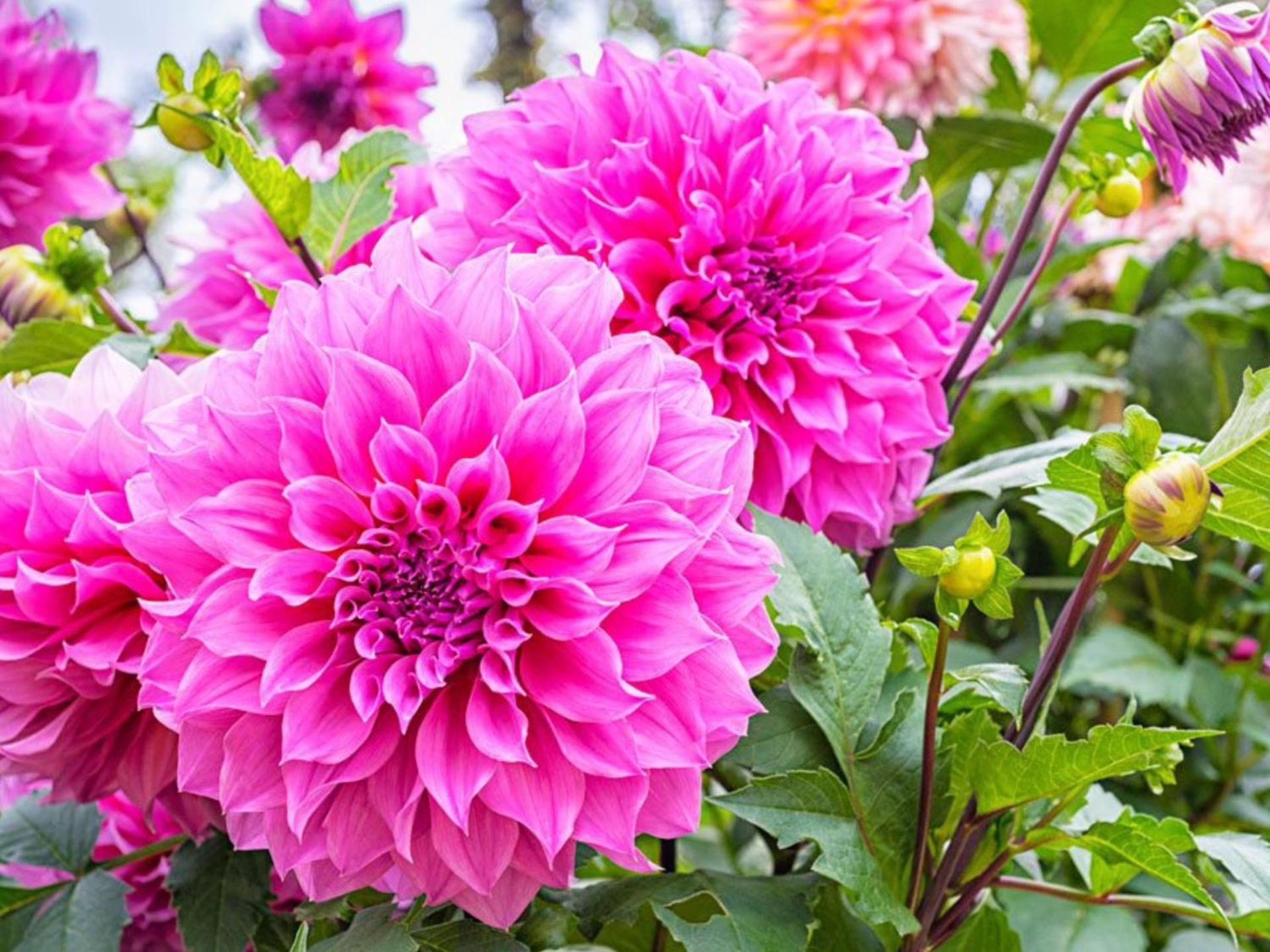 Nordic Relax House - WoodHouse