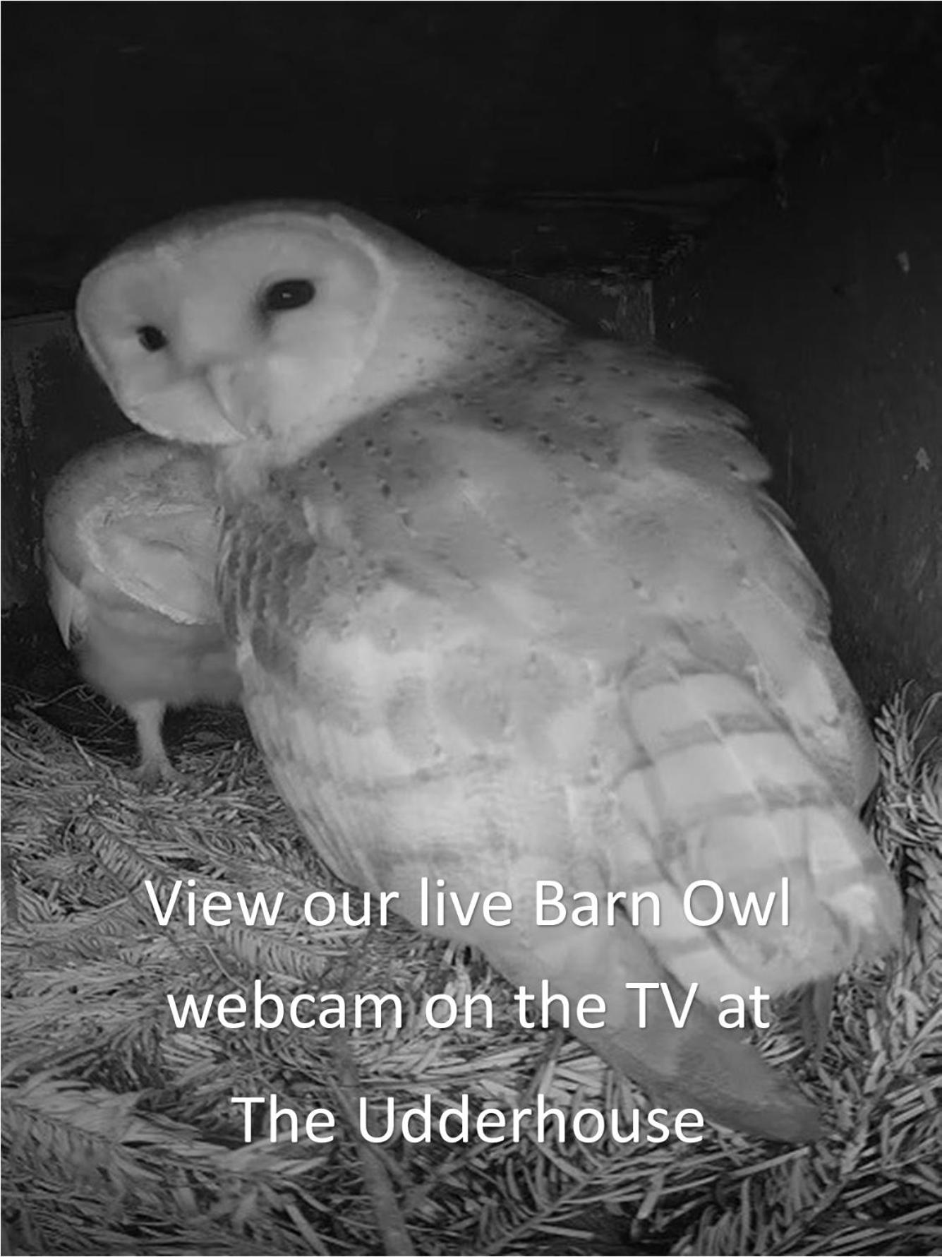 The Udderhouse - Udderly Unforgettable Retreat