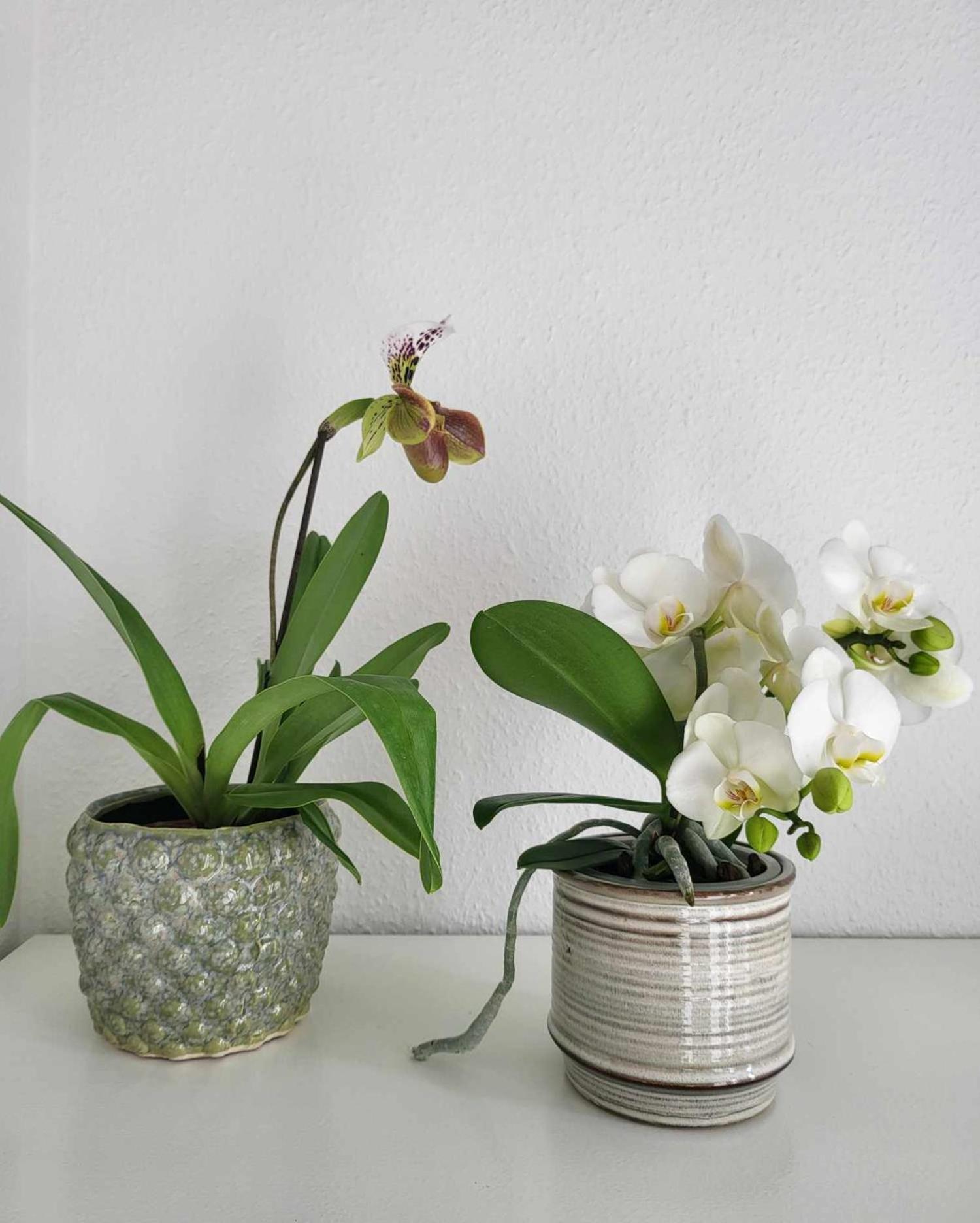 Charmerende villalejlighed på 80 kvm inklusiv gårdhave