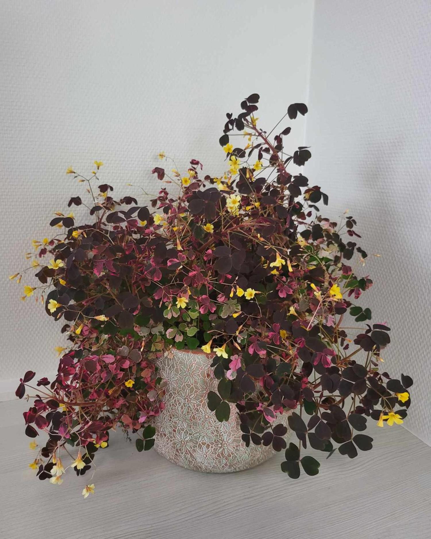 Charmerende villalejlighed på 80 kvm inklusiv gårdhave