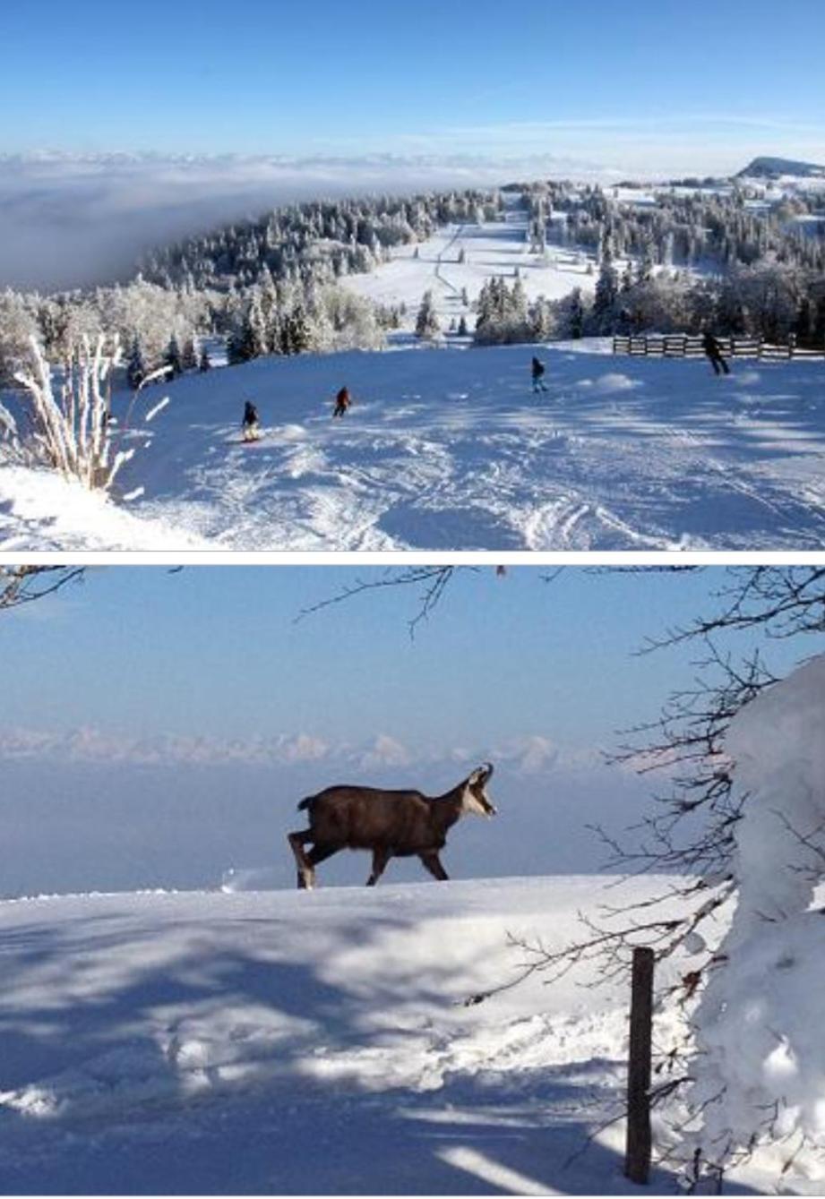 Le chamois mont d'or