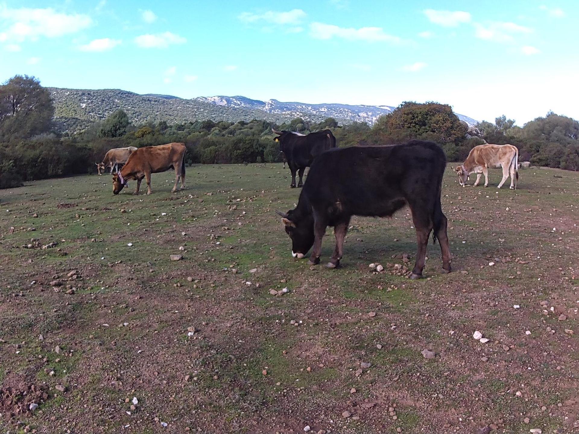 Dommu de Nannai Moro: Camera con bagno e balcone