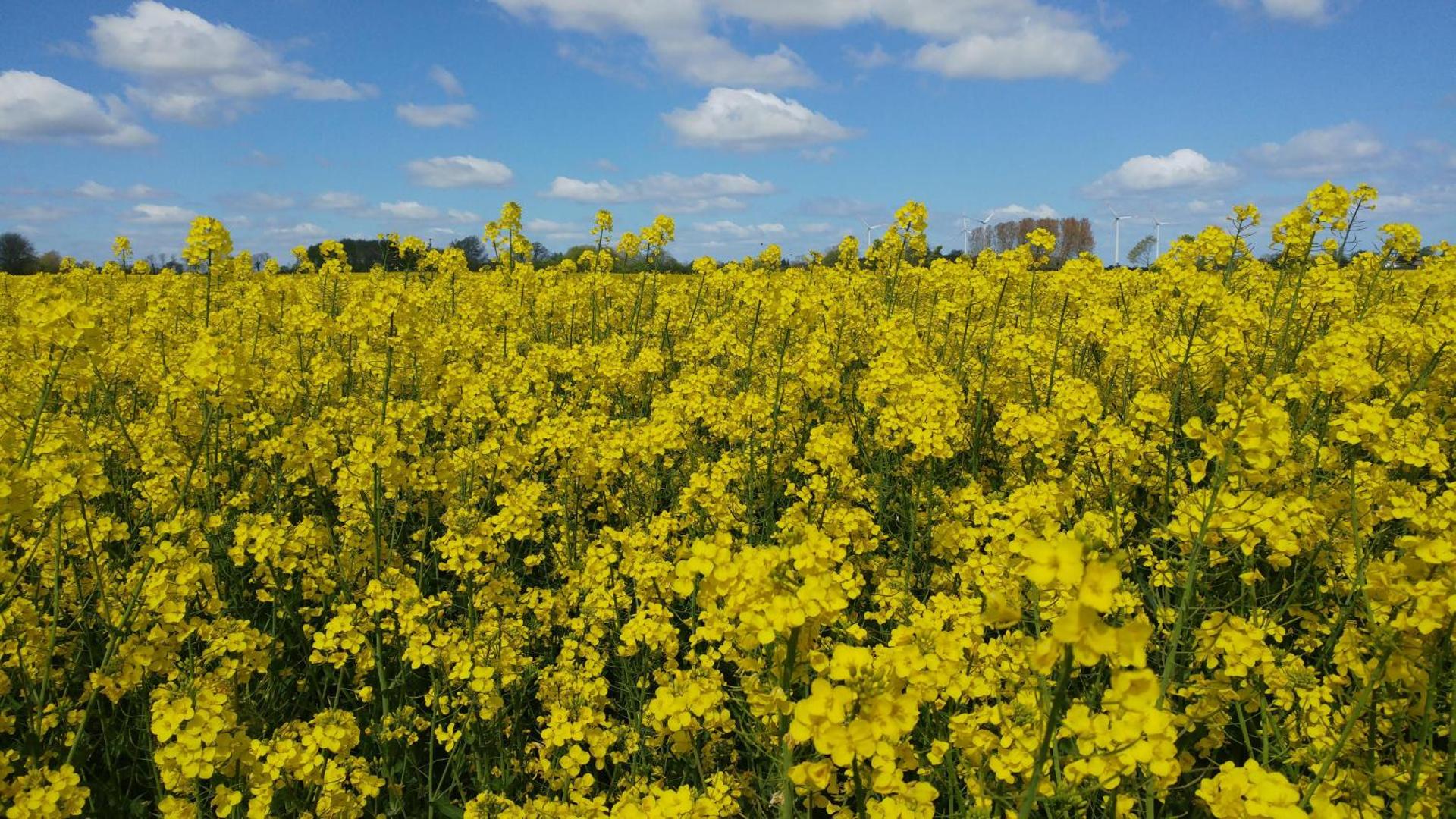 Ferienwohnung Kleine Auszeit Nr 4