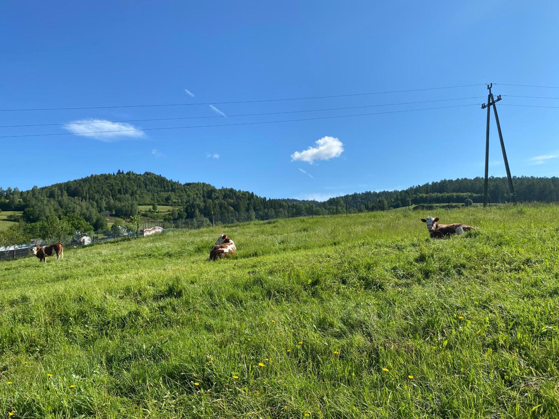 Domki Mizerna - Czorsztyn - Pieniny