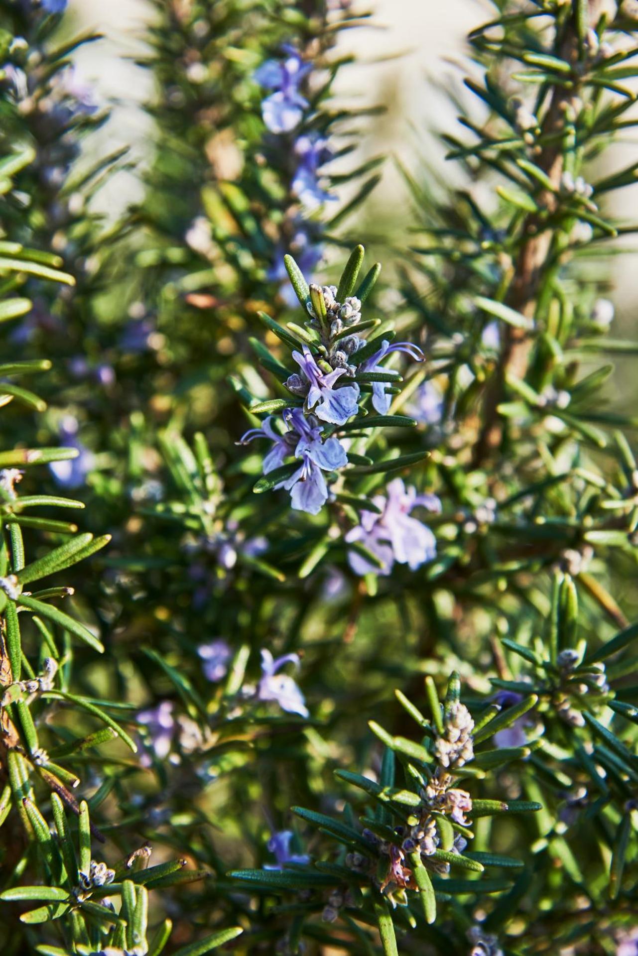 Hotel Spa Les Saules