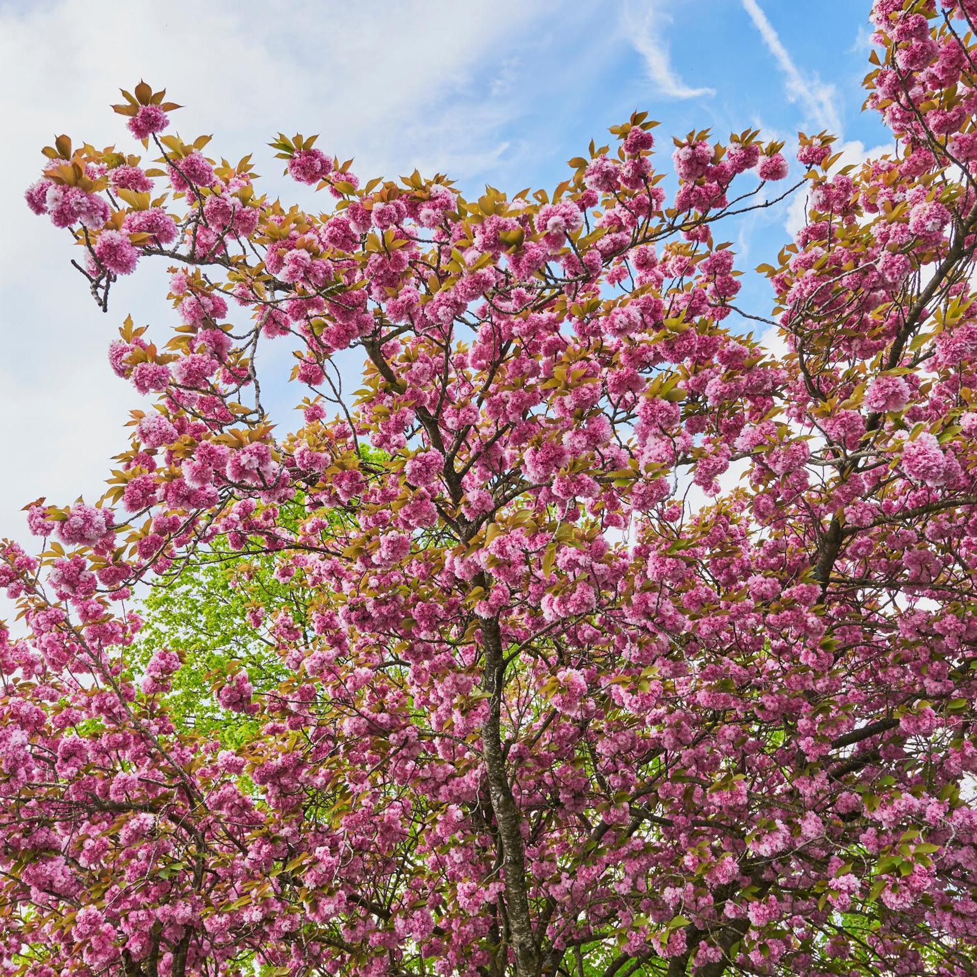 Hotel Spa Les Saules