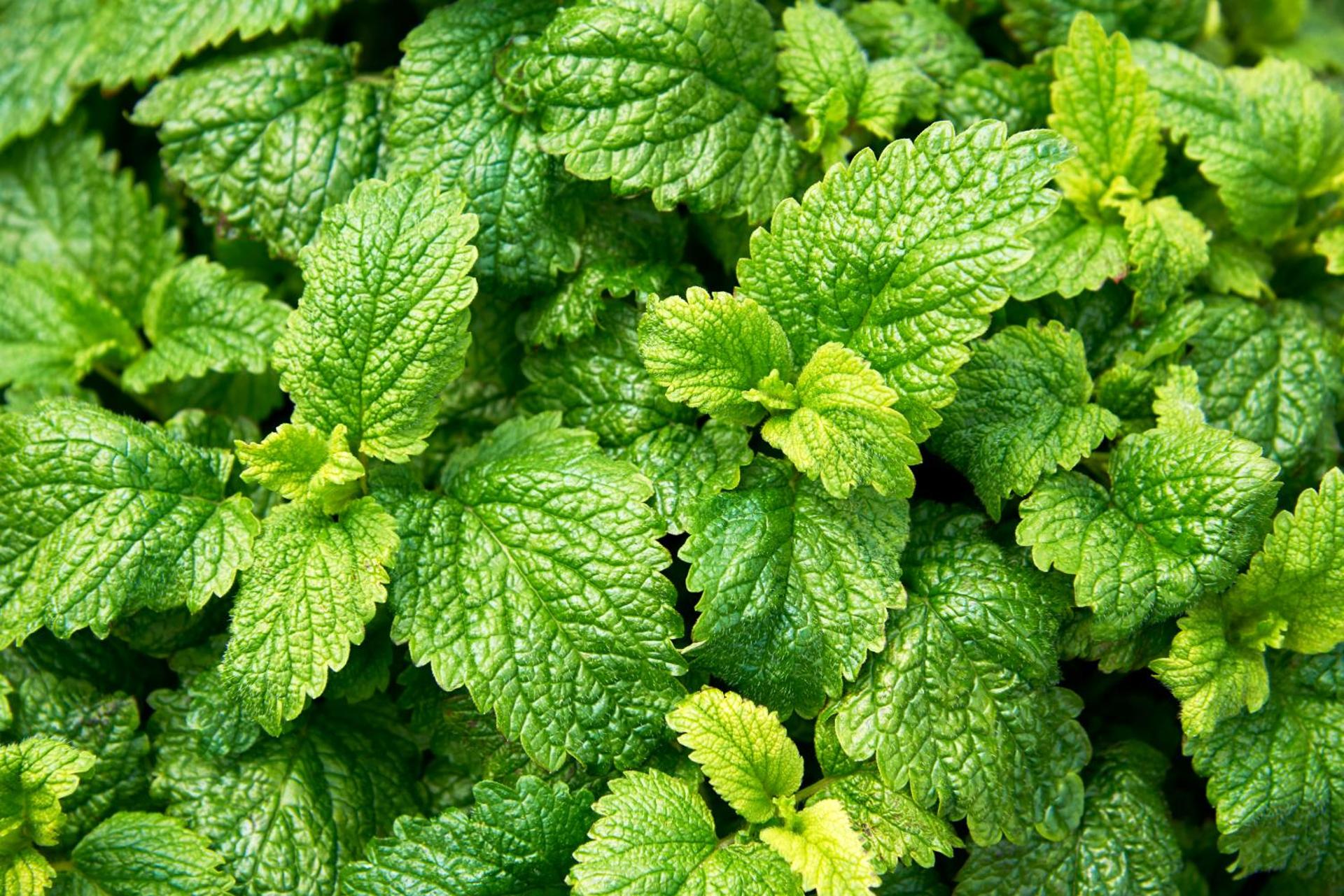 Hotel Spa Les Saules