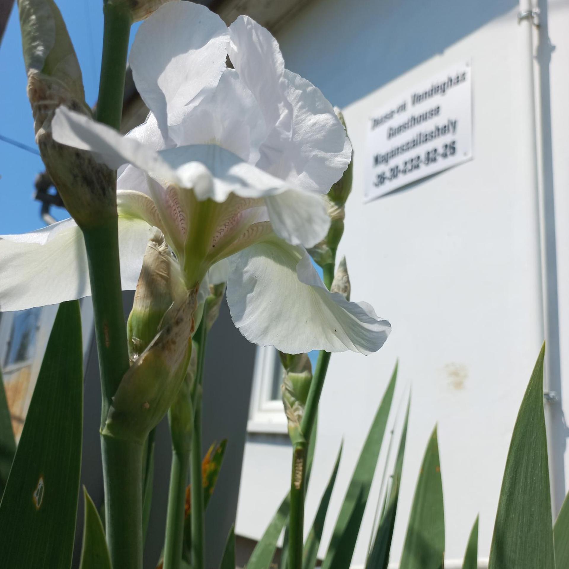 Dézsa-vü Vendégház