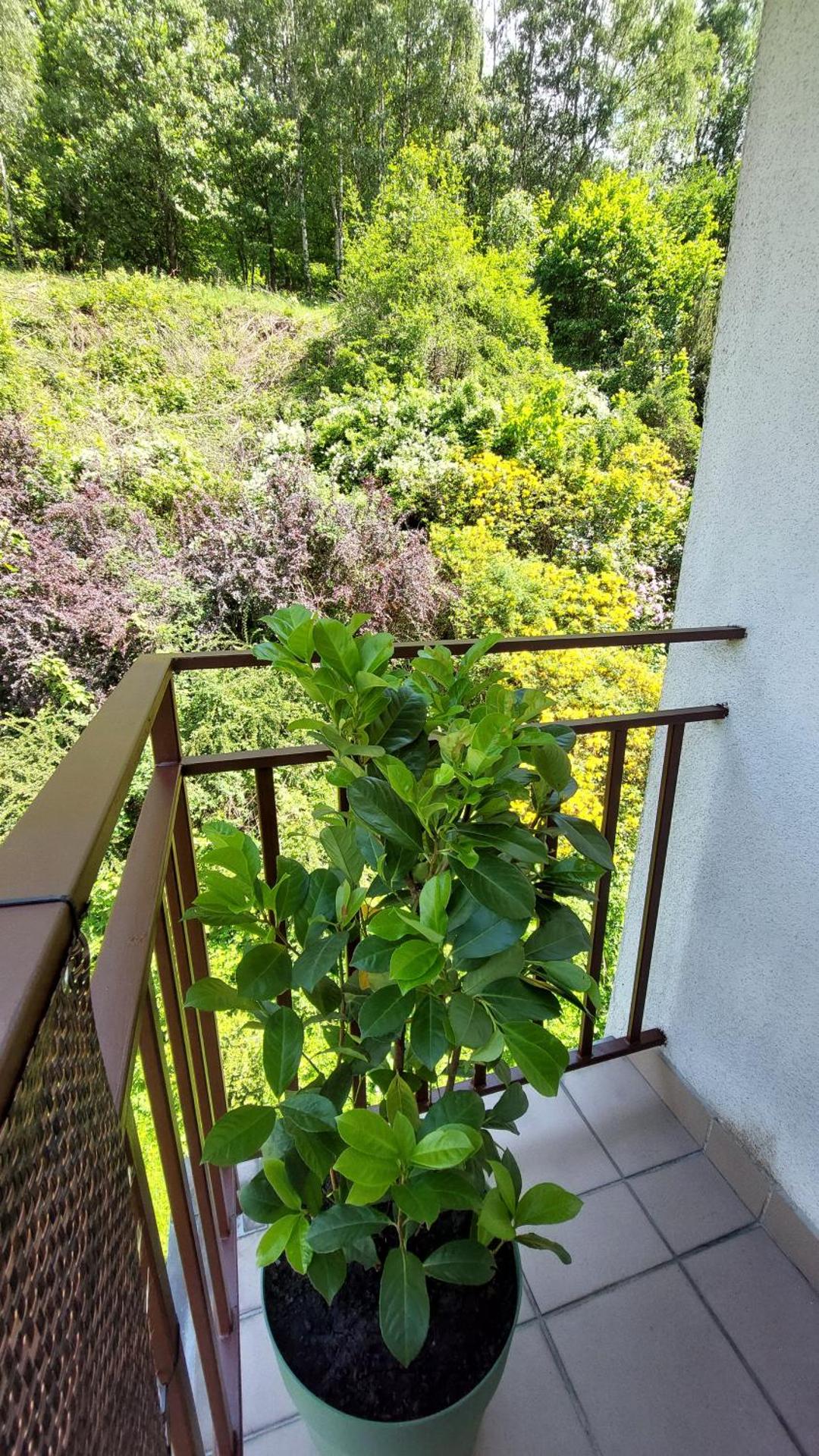 Apartament Międzygórski