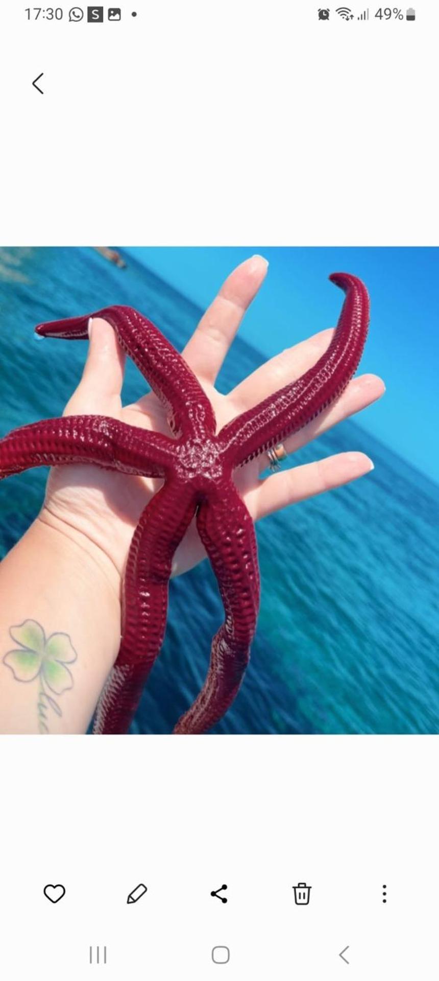 Apartment Mini Monaco