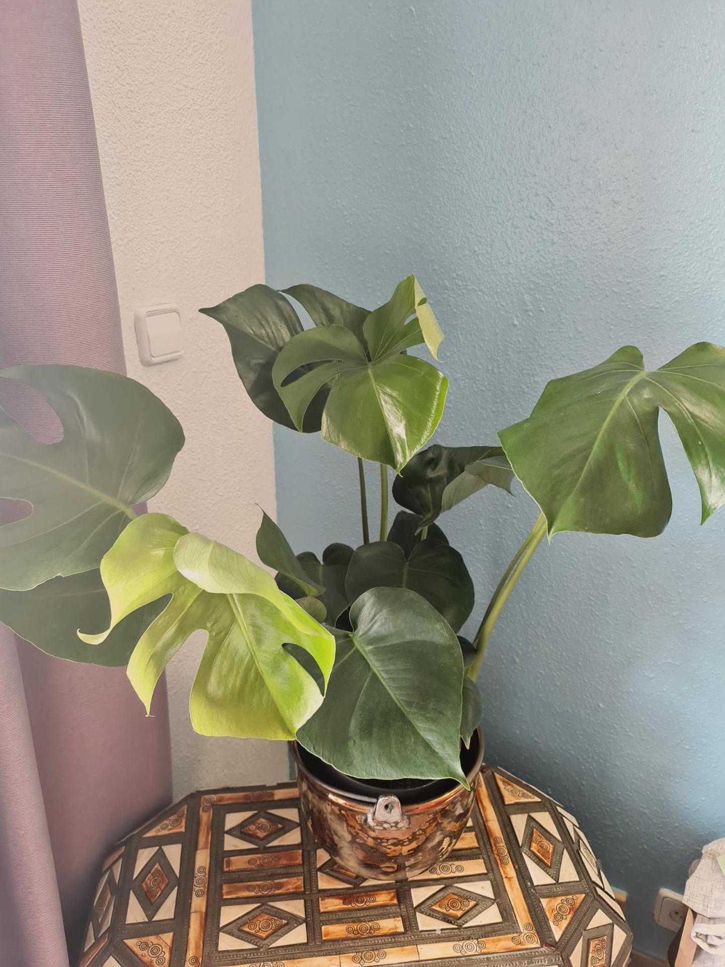 Apartment in front of the Beach