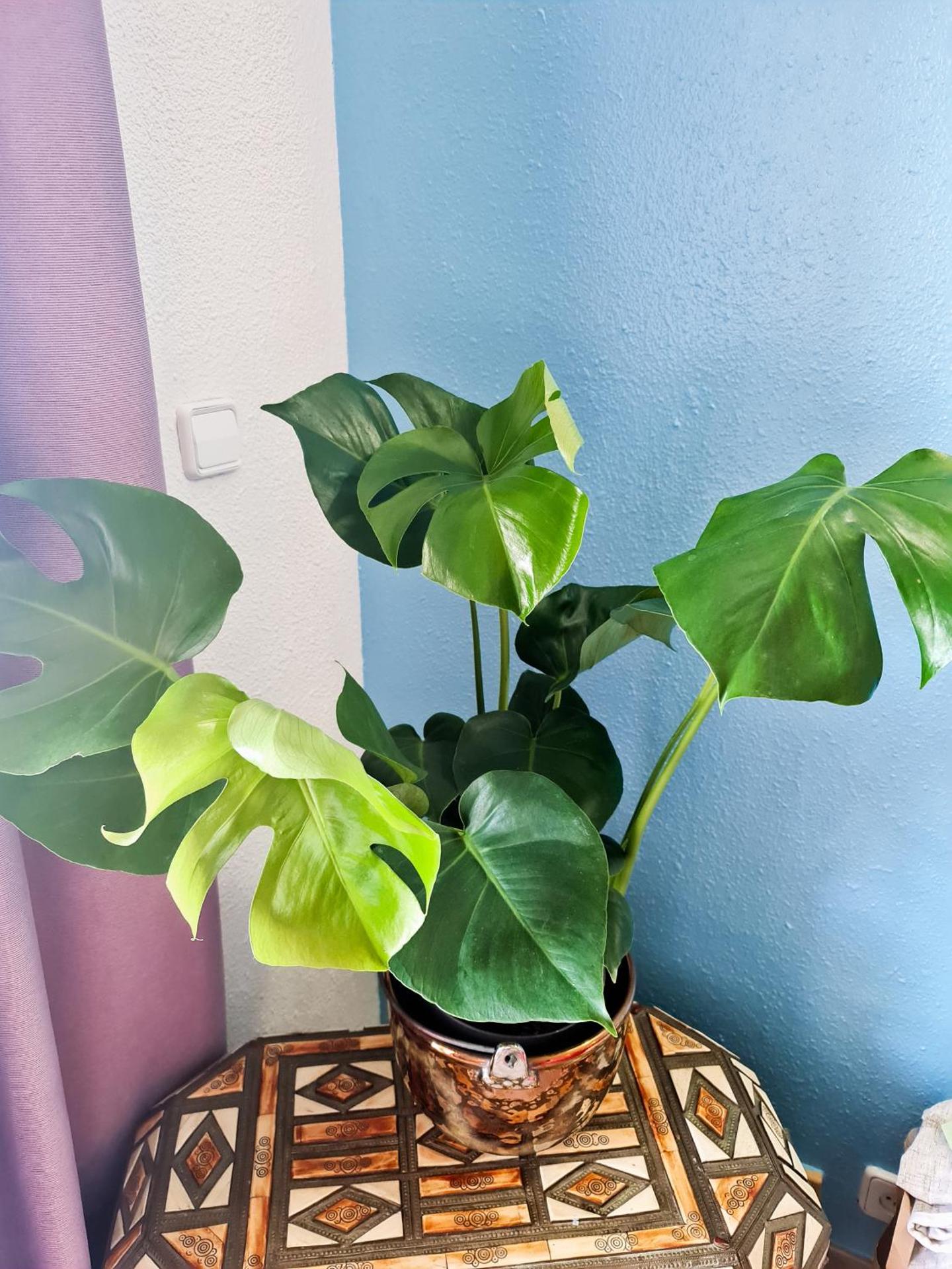 Apartment in front of the Beach