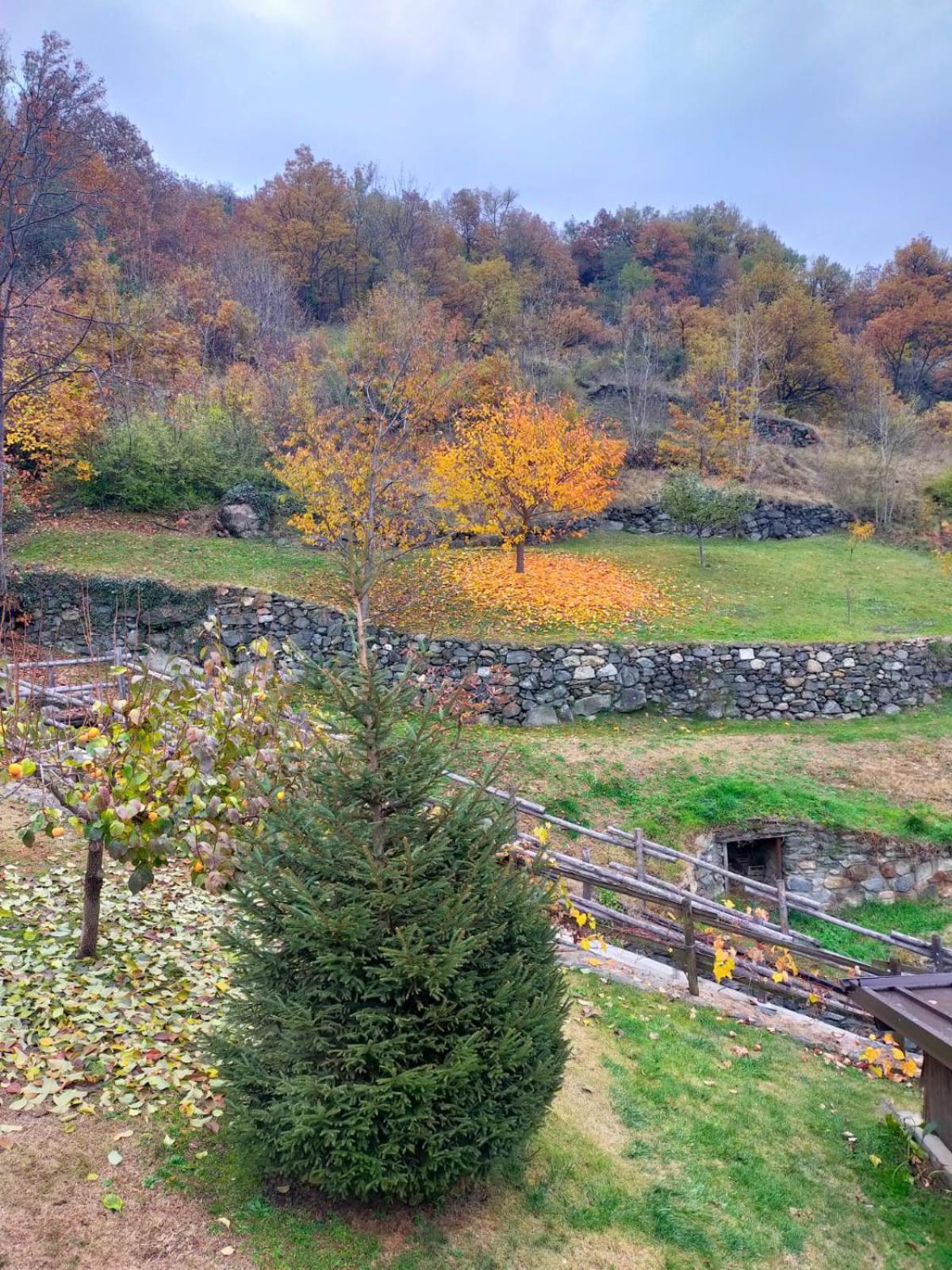 Le Sapin des Vuillermin CIR0080
