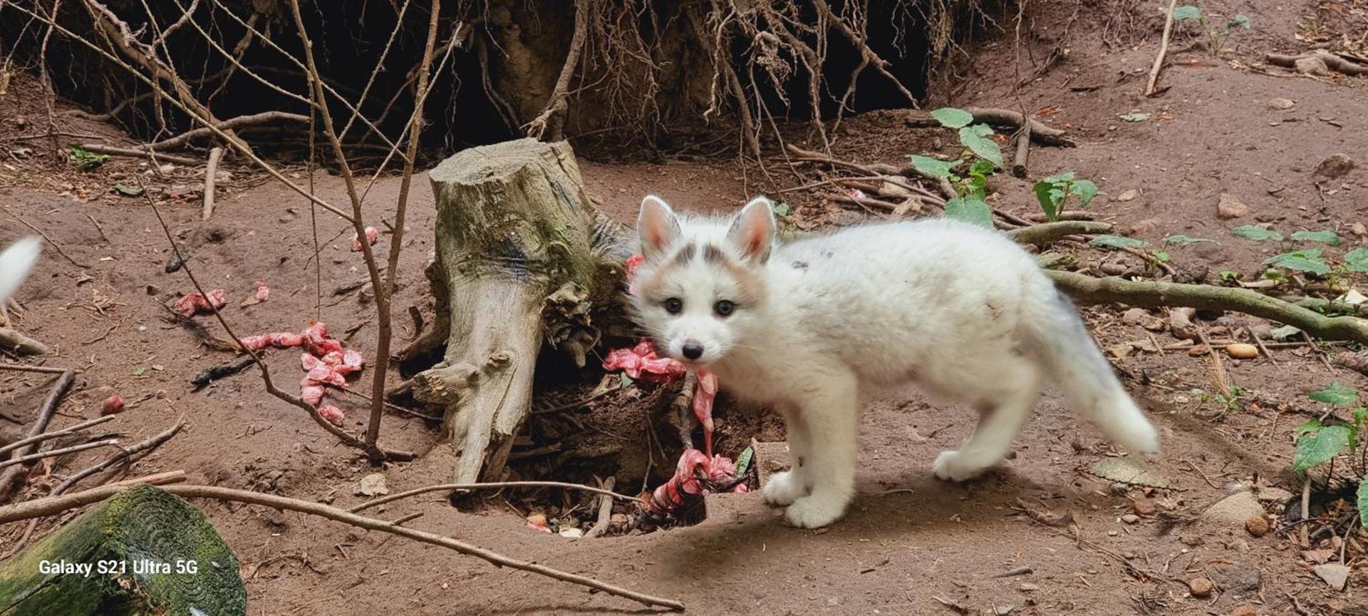 The parrot hotel, live in a rescue animal park